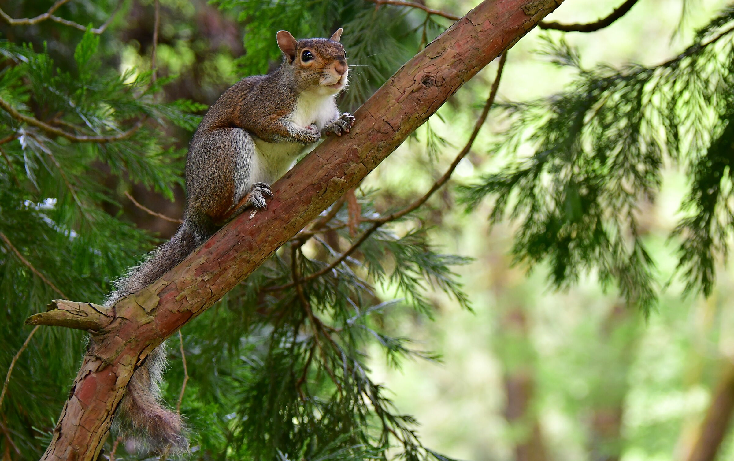 Scoiattolo - mai una via comoda!