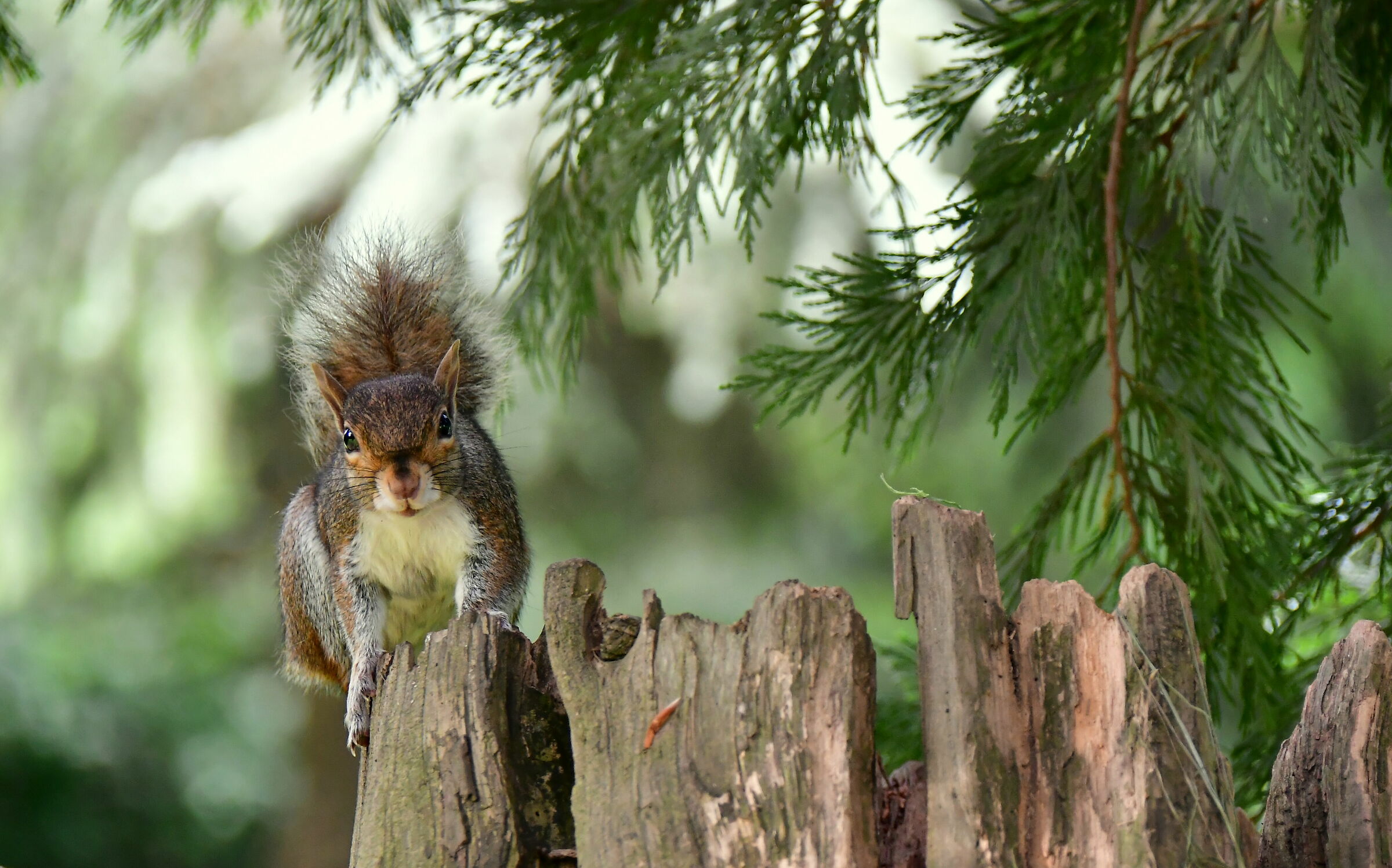 Scoiattolo - Equilibrium