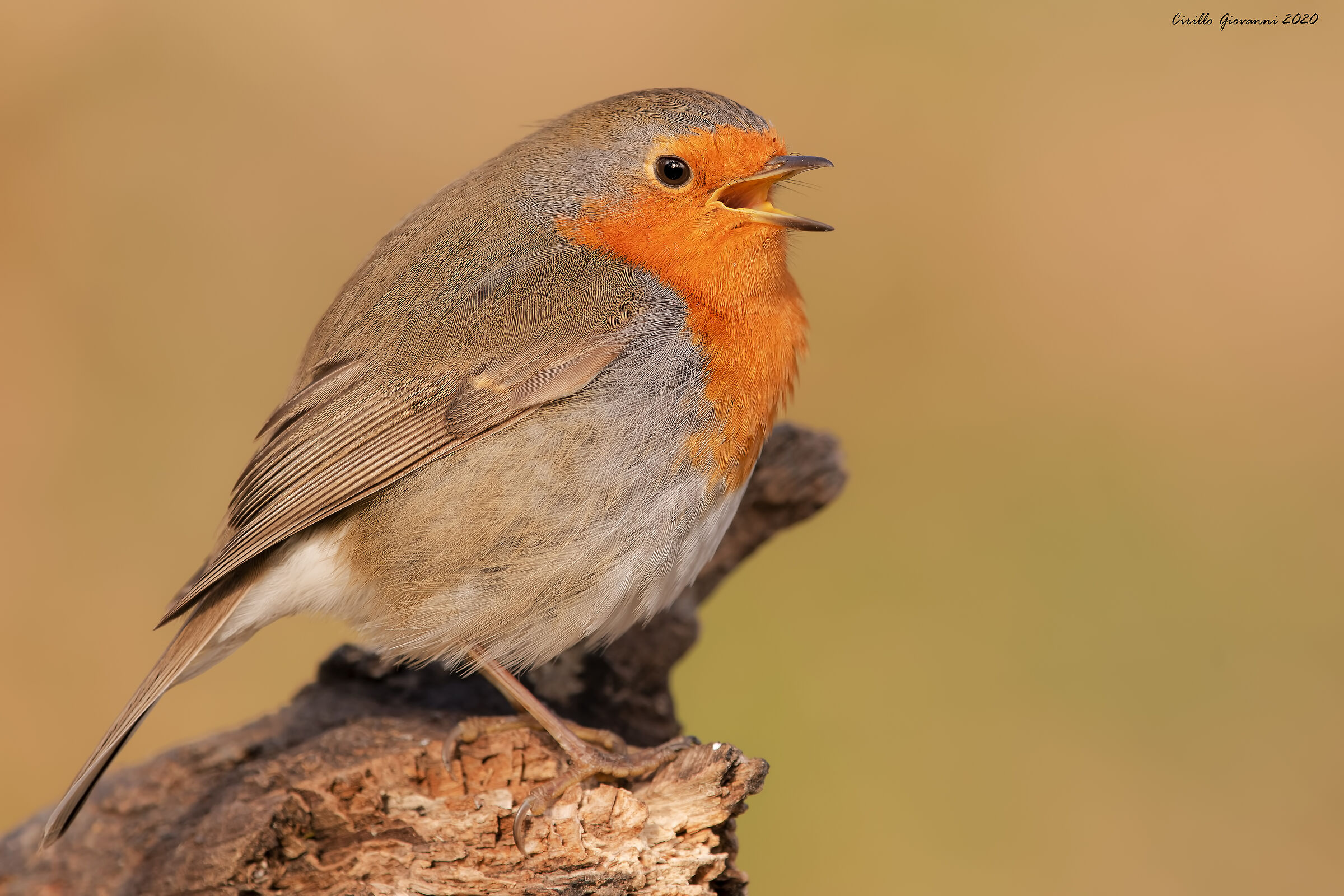 pettirosso canterino in 4k