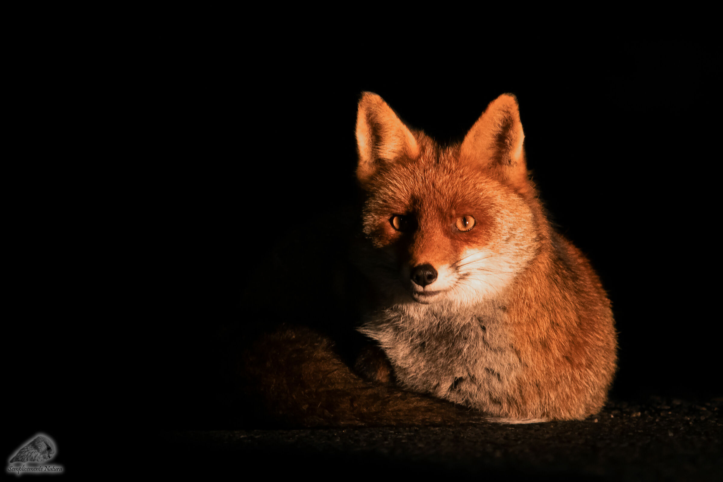 Red Fox (Vulpes vulpes)