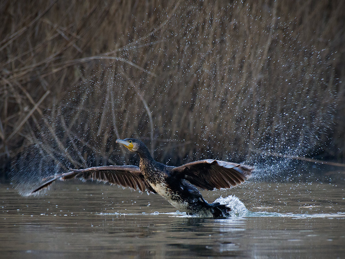 Cormorano on take-off
