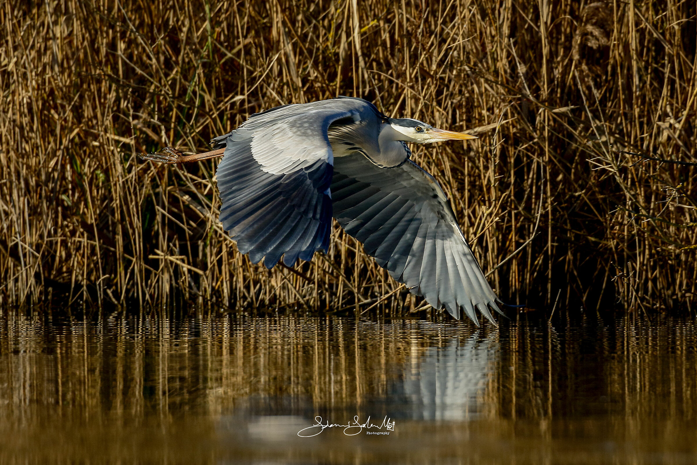 The gray heron's flight (Ardea cinerea, L., 1758)