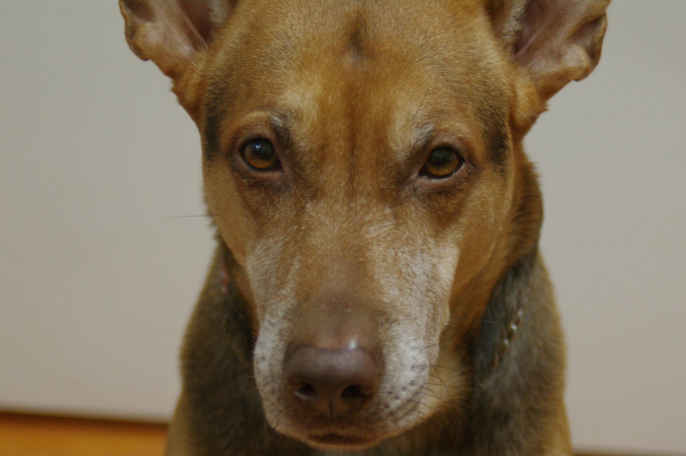 Ma che tartufo marrone..