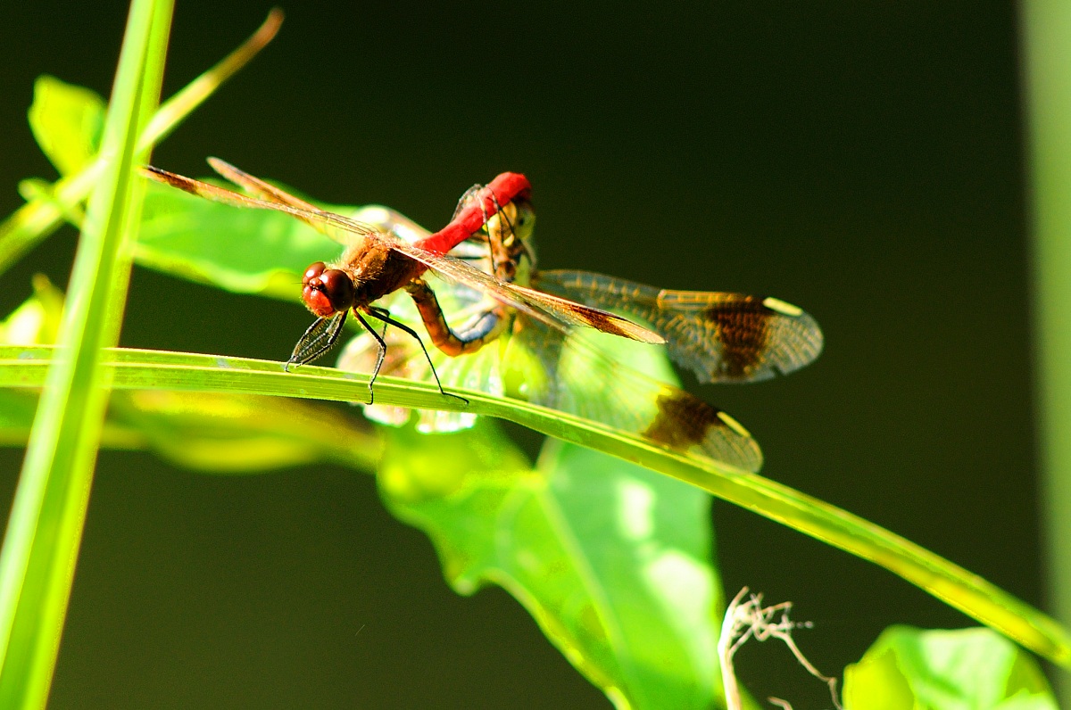 Two dragonflies