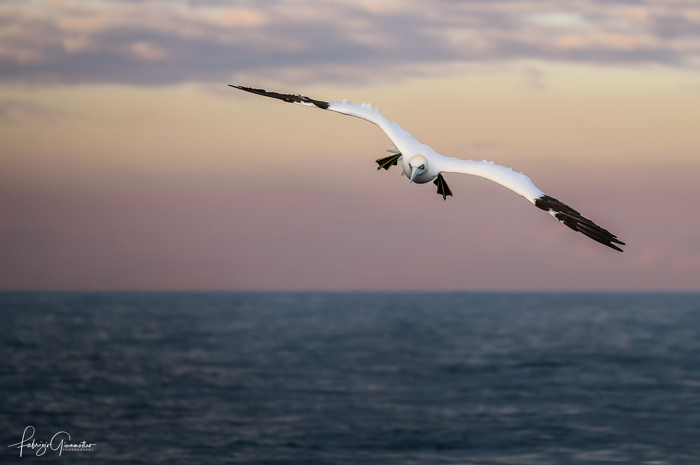 La grinta della sula