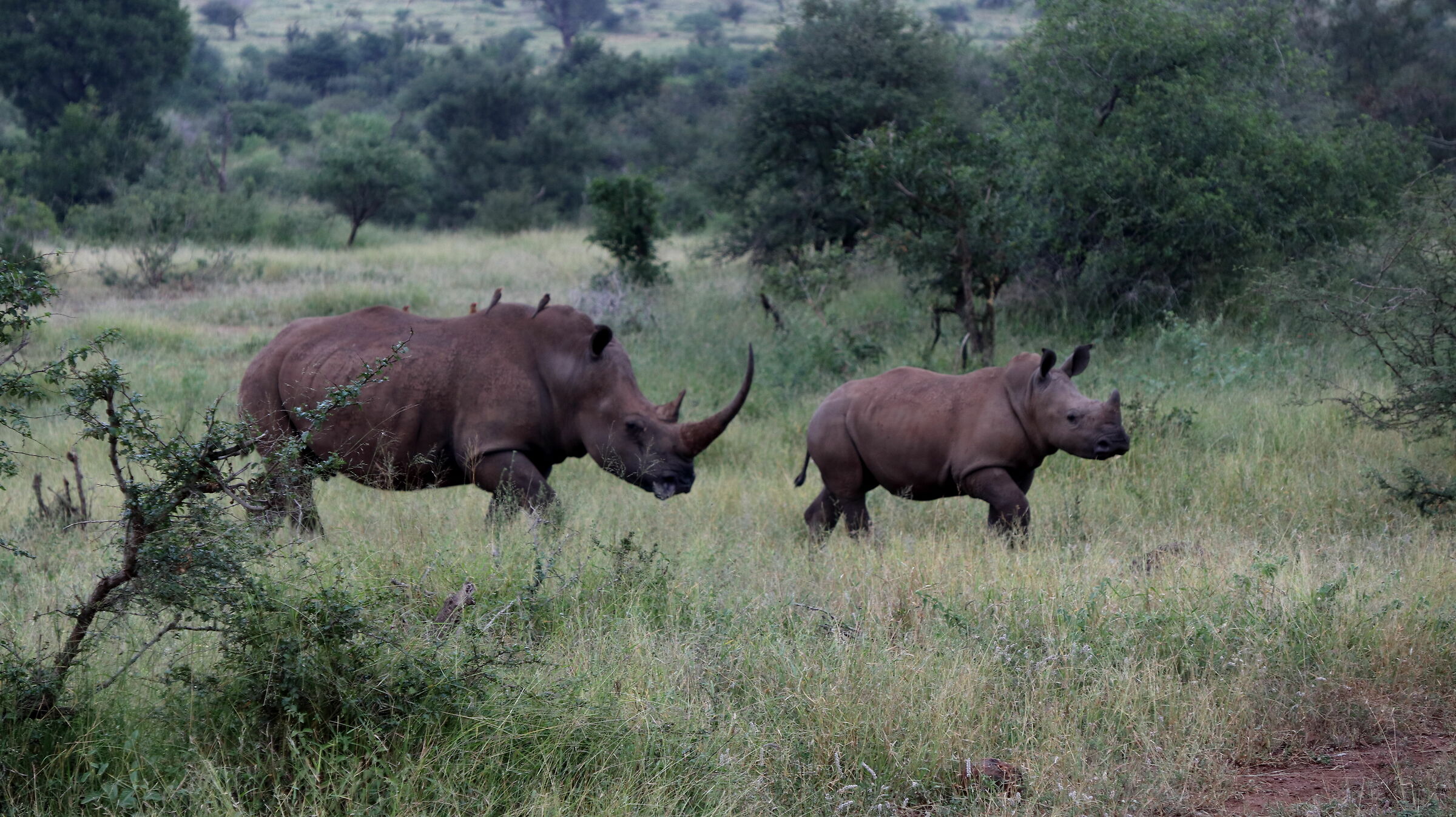 Rhinos walking!