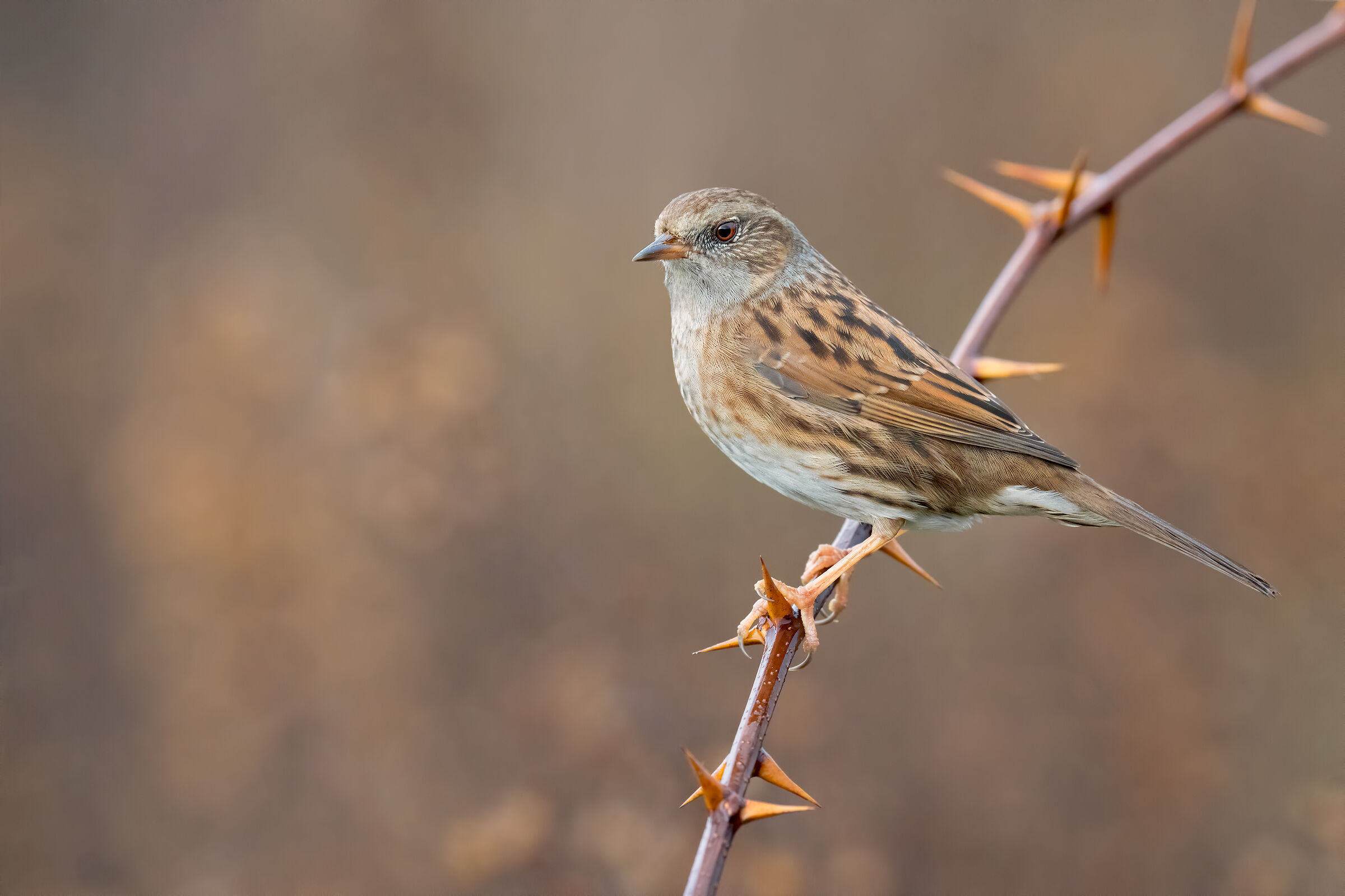 Sony A7RIV Test - Sony FE 200-600mm Scopaiola iso 6400