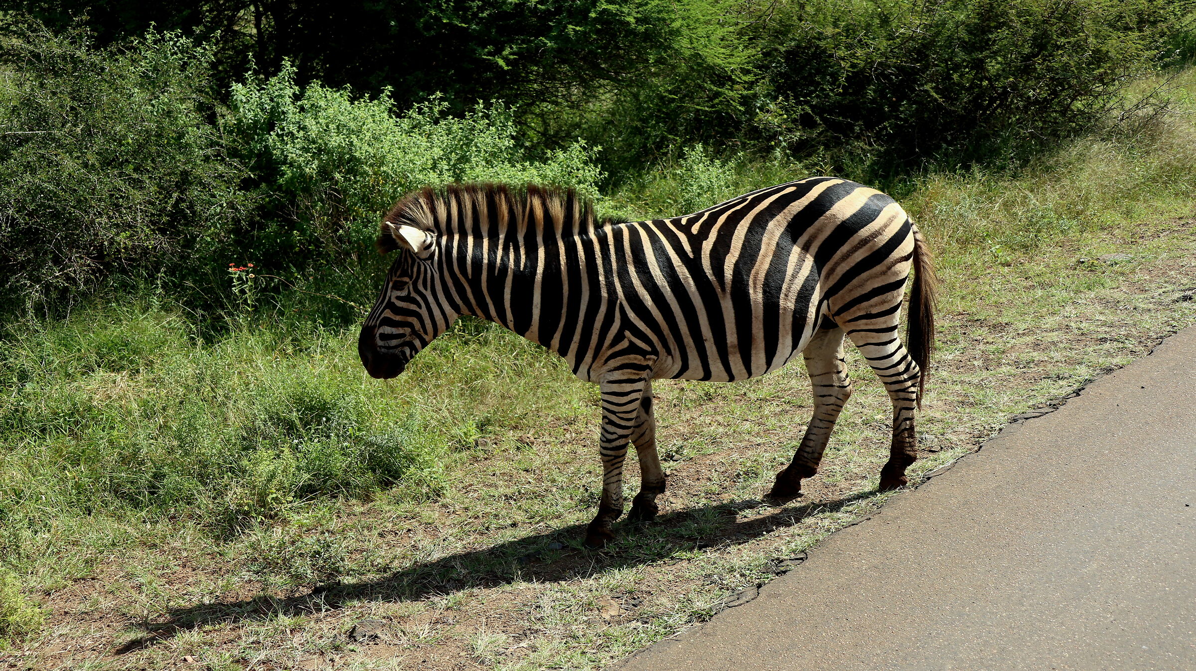 Black-and-white for life