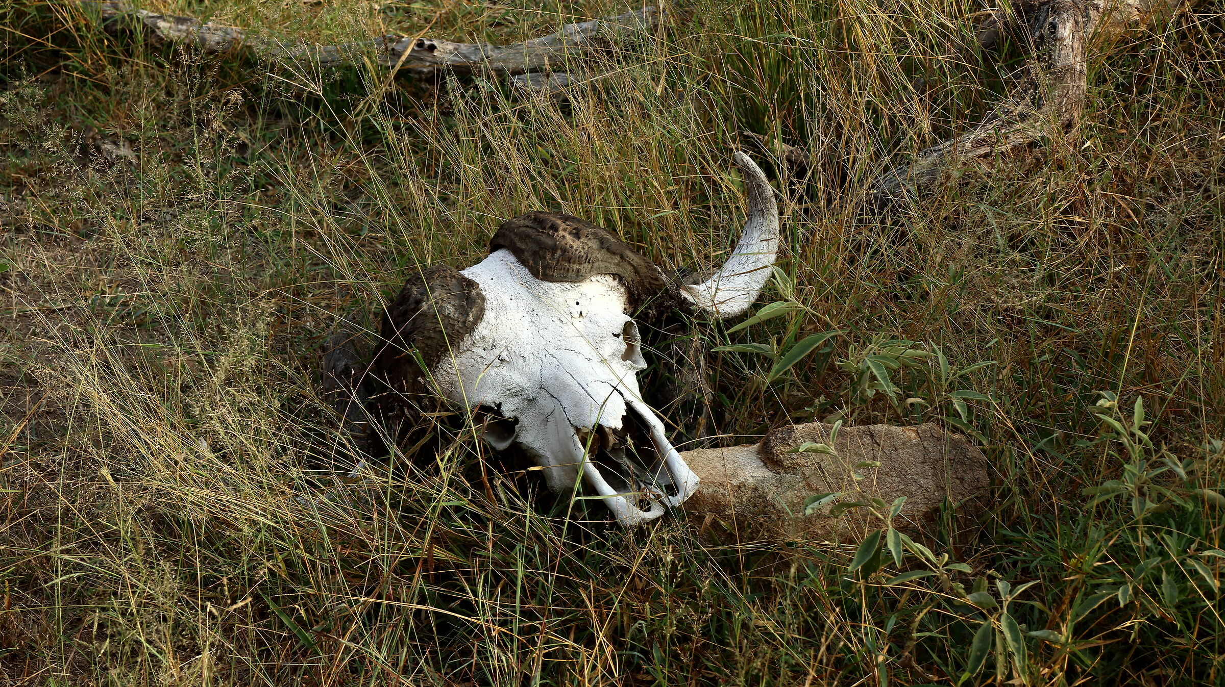 If you meet a hungry lion