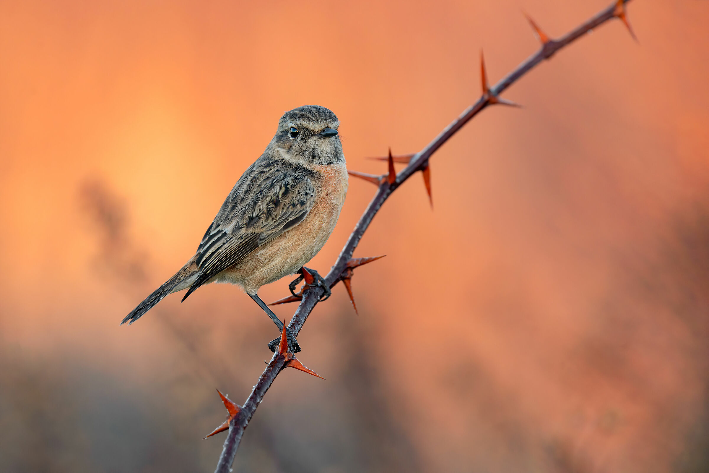 Sony A7RIV Test - FE 200-600mm Saltimpalo .30 EV 6K