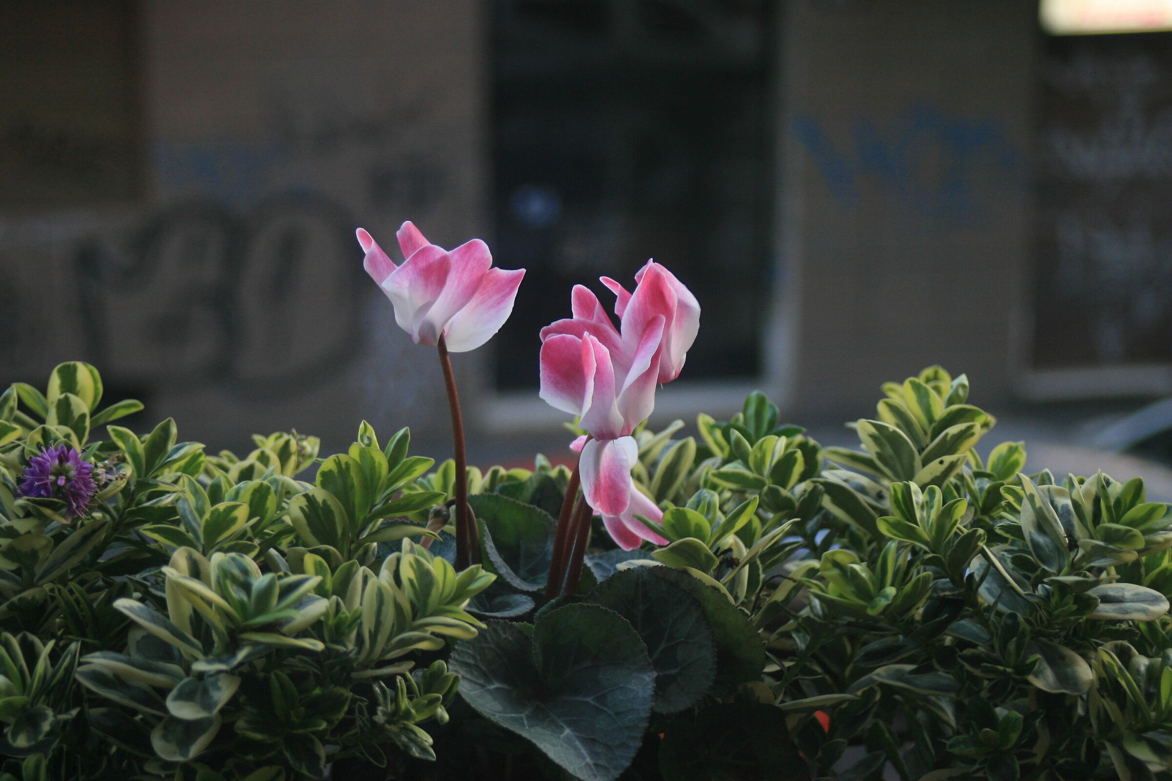 Flowers in the city