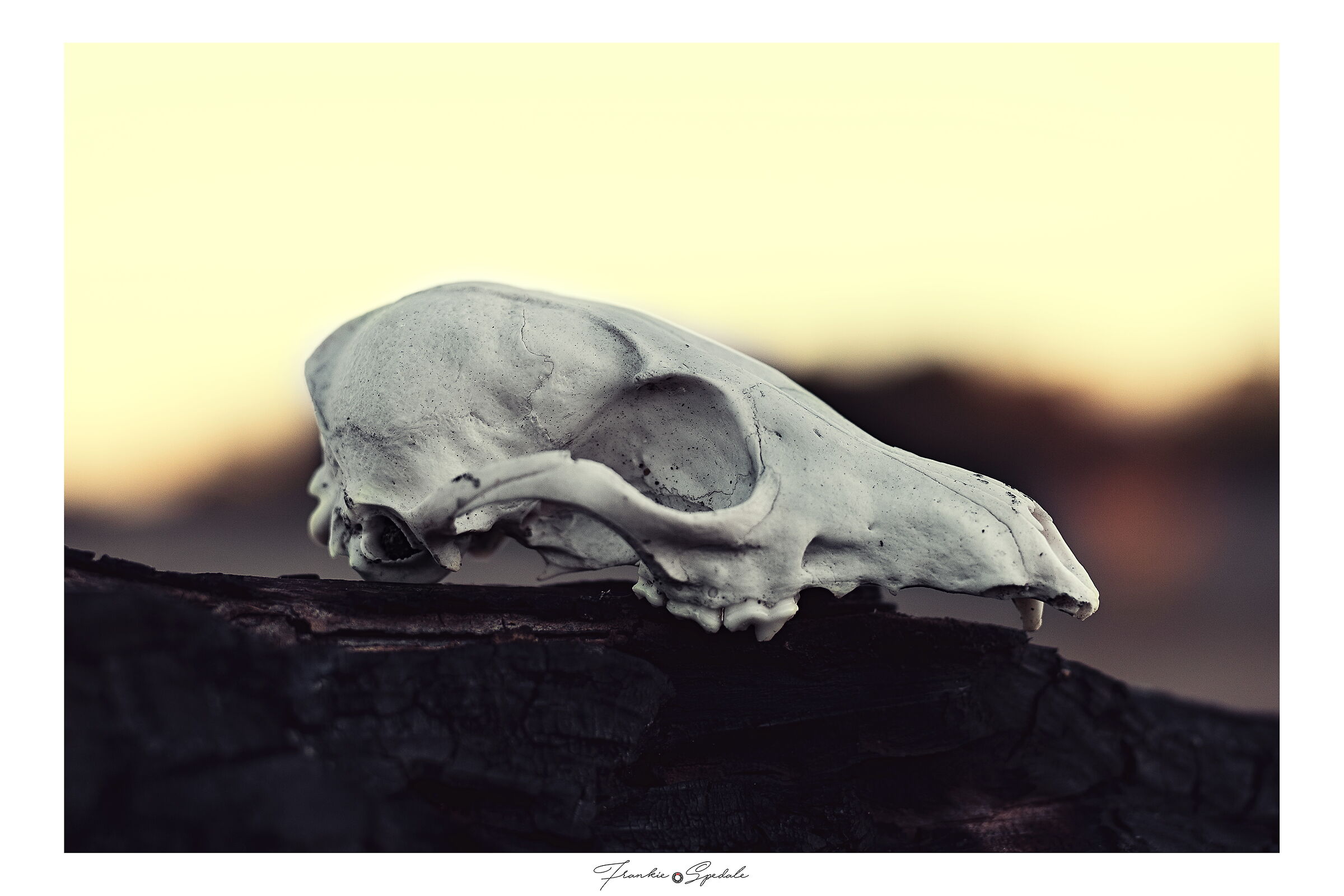 Chi sa morire non ha più padrone