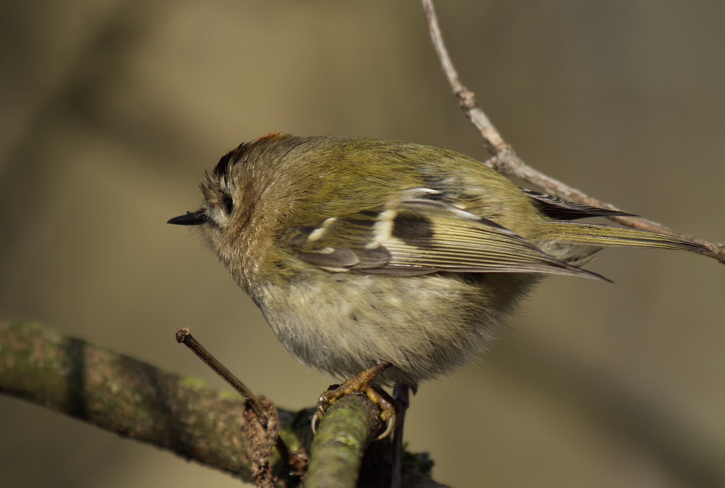 The reslever with false lashes