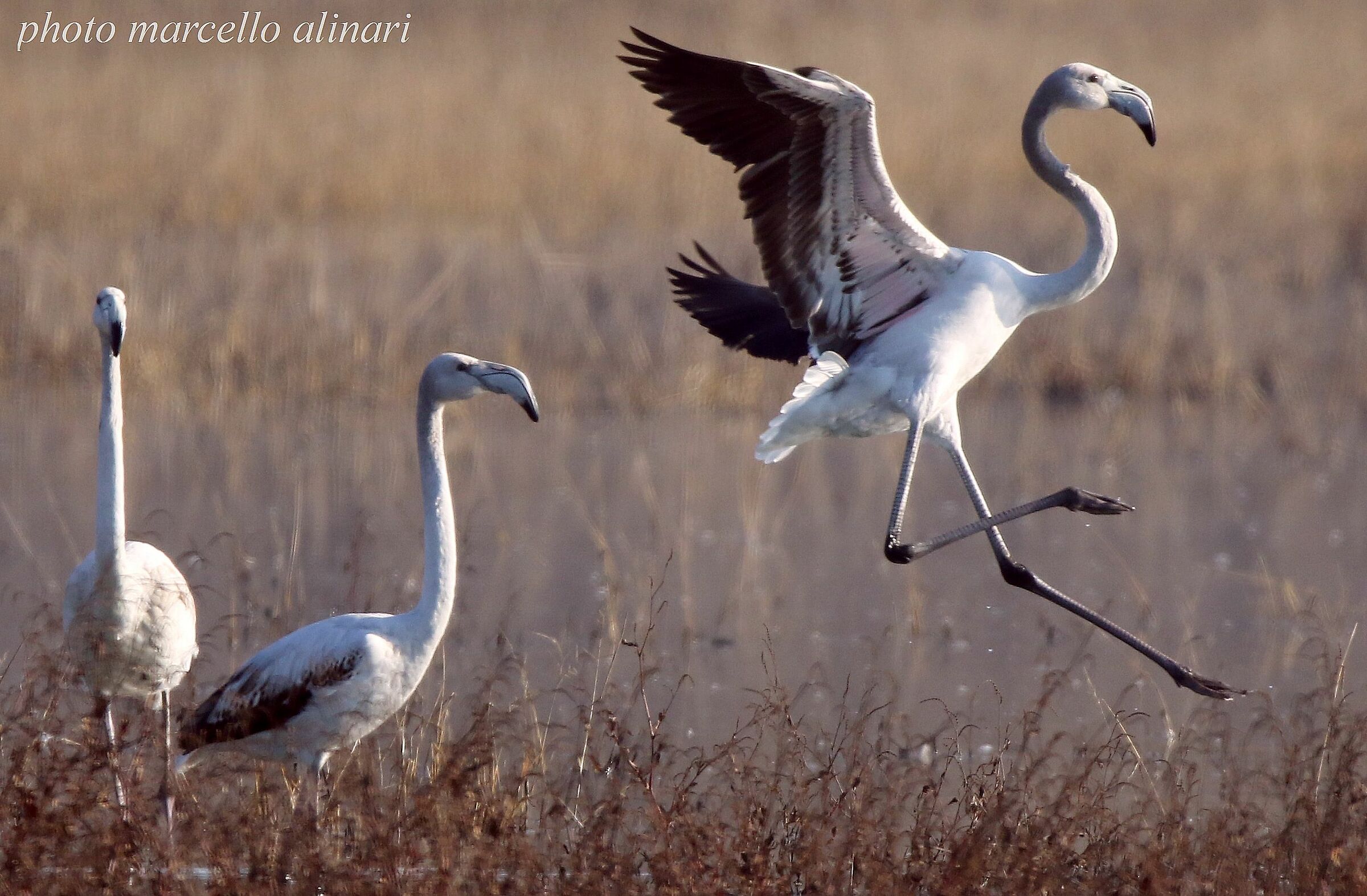 fenicottero giocherellone