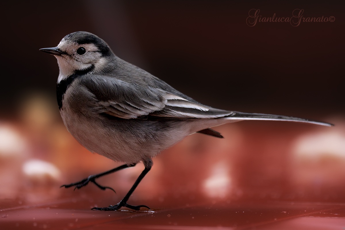 White Wagtail
