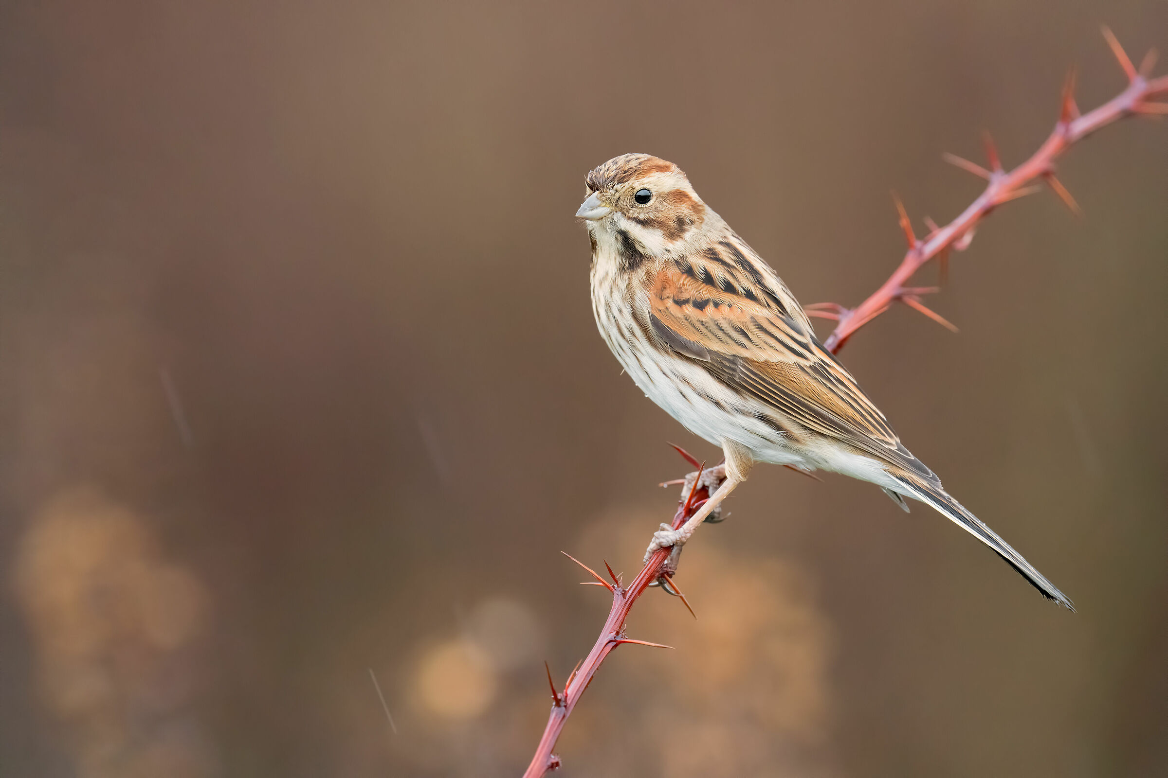 Beyond logic, beyond all ISO 6400 HD 5K limits