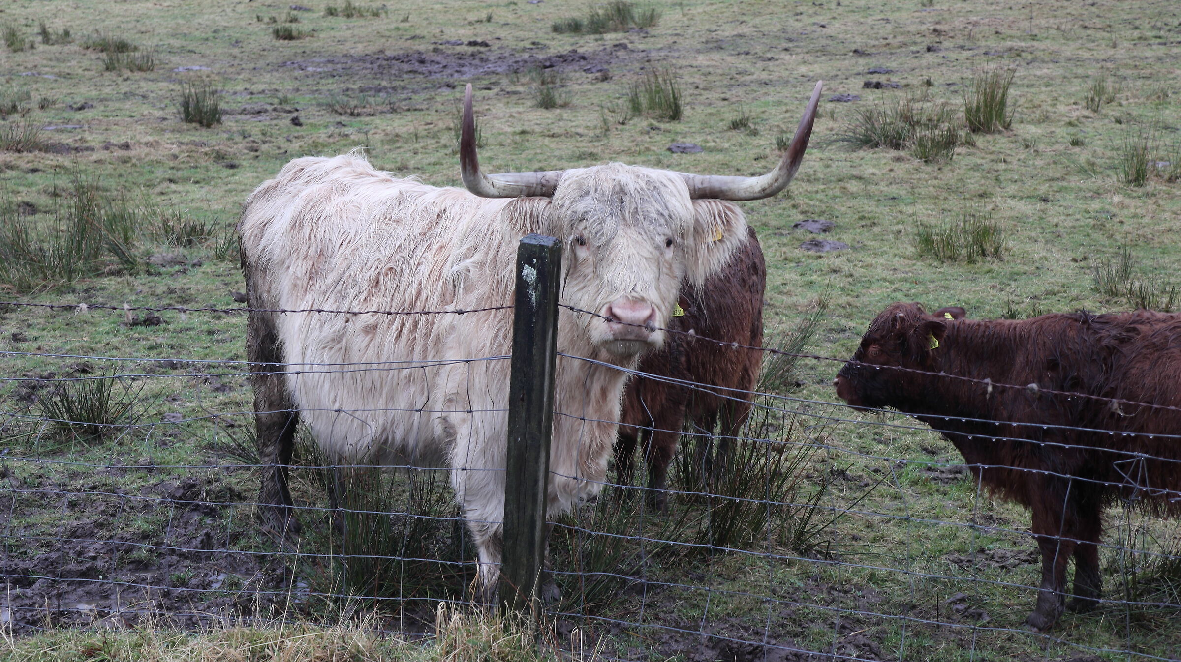Scottish furry cows