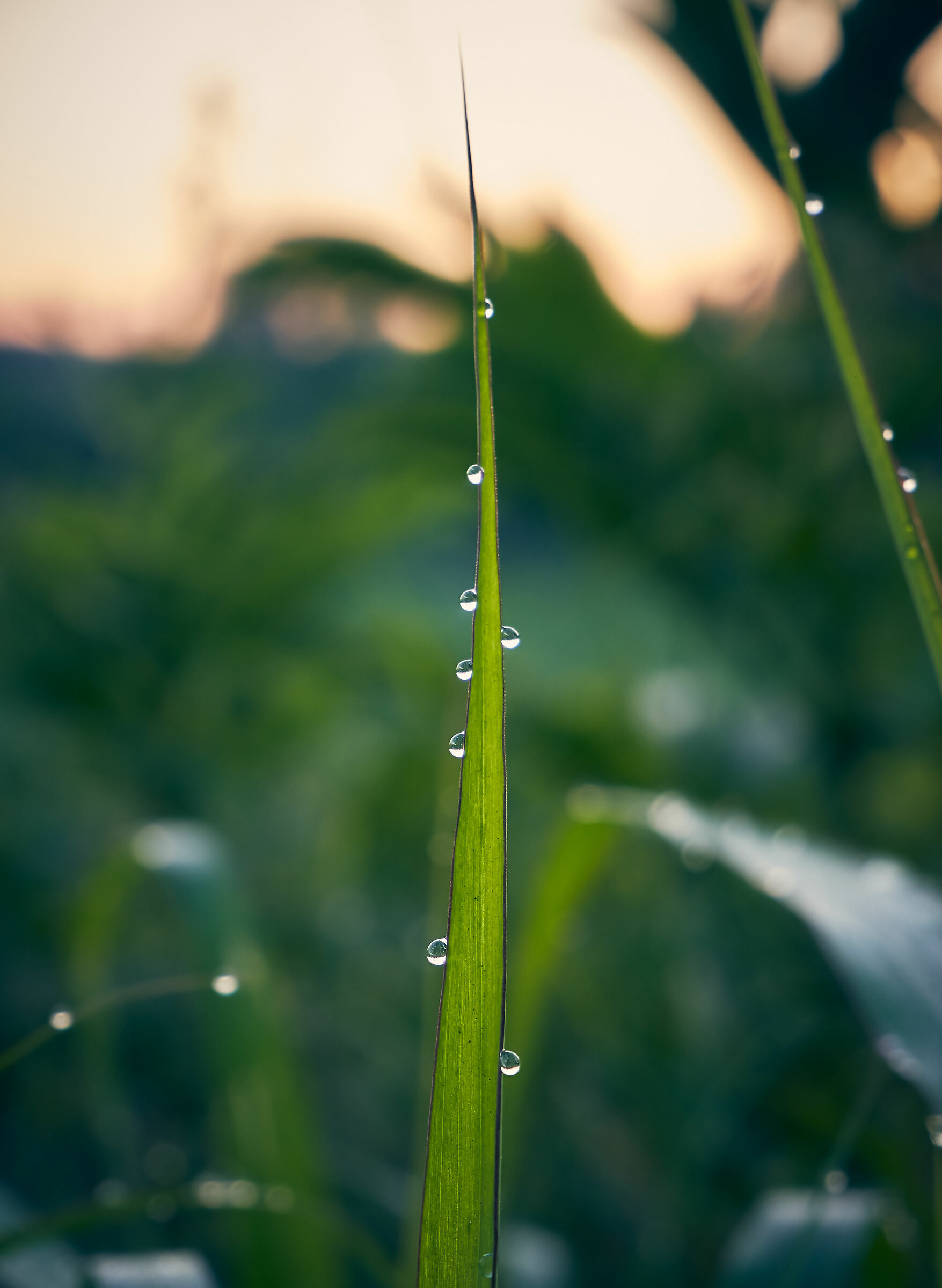 Dew on blade of grass