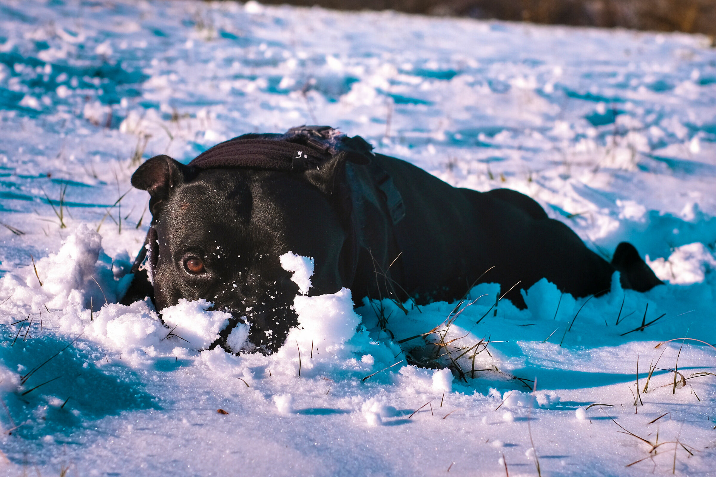 Staffy on the snow