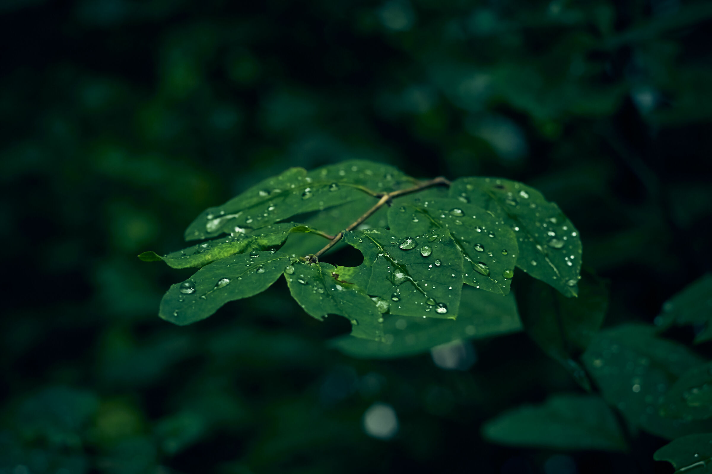 Leaves with rain