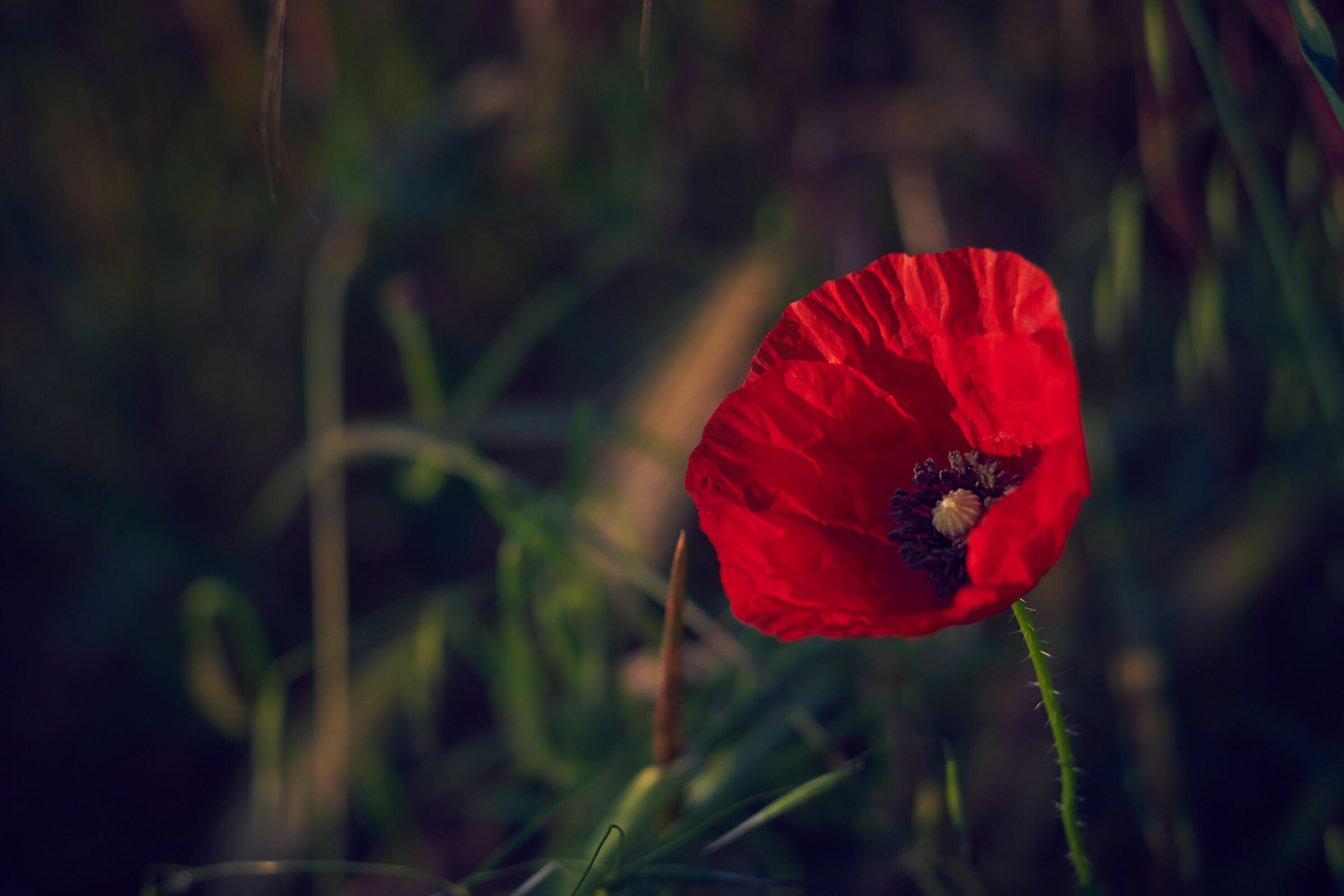 Poppy at dawn