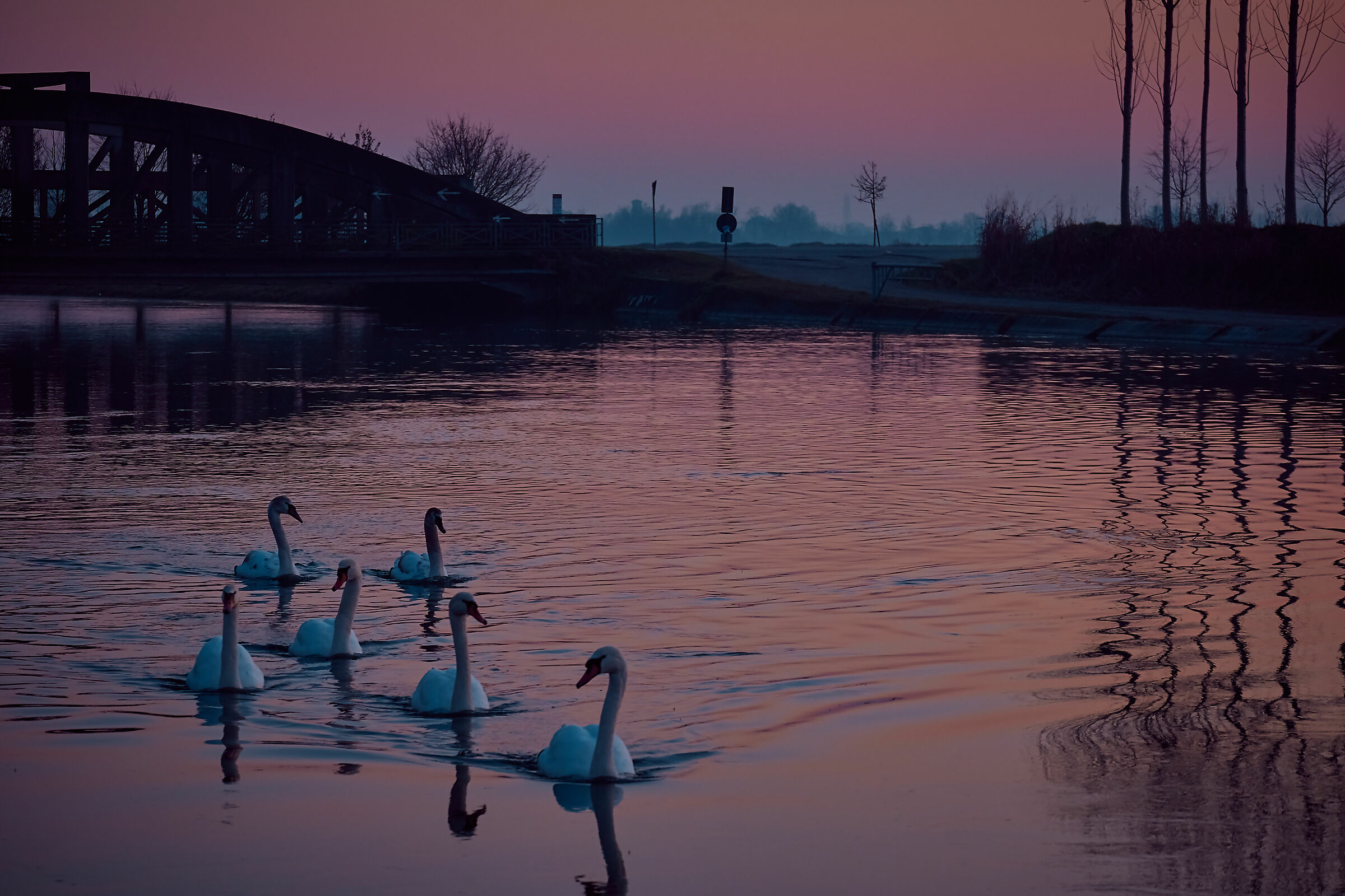 Swans at sunset in the Muzza Canal