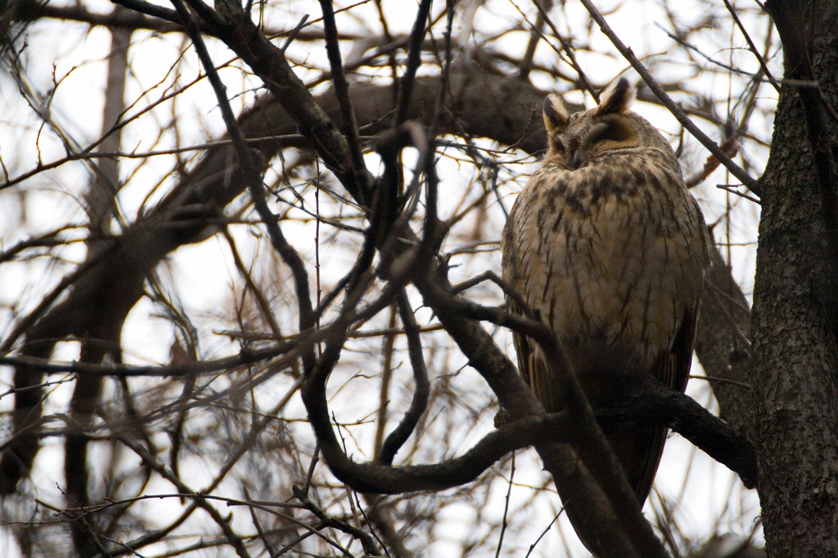Screech owl