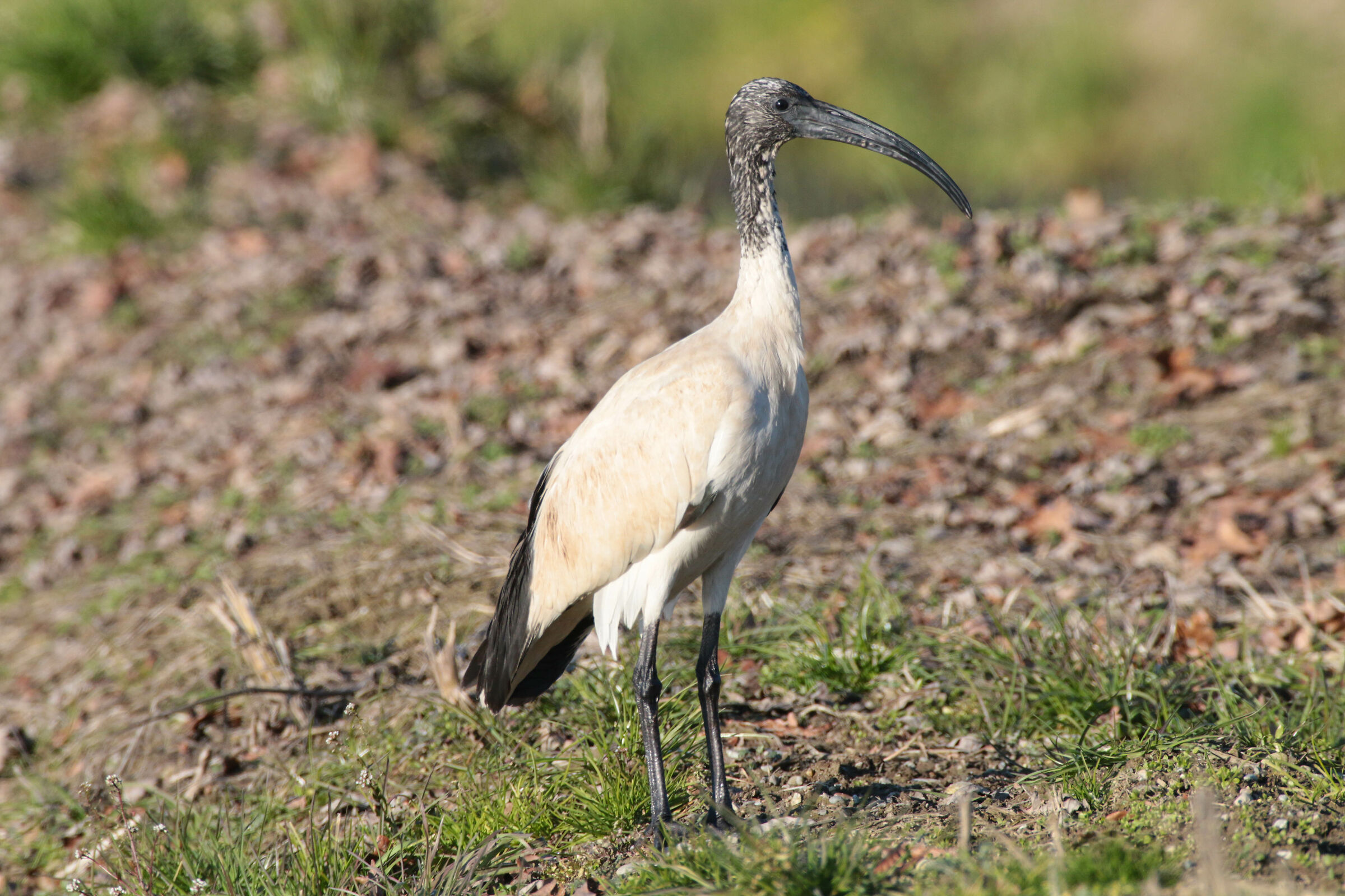 Ma quanto sono bello