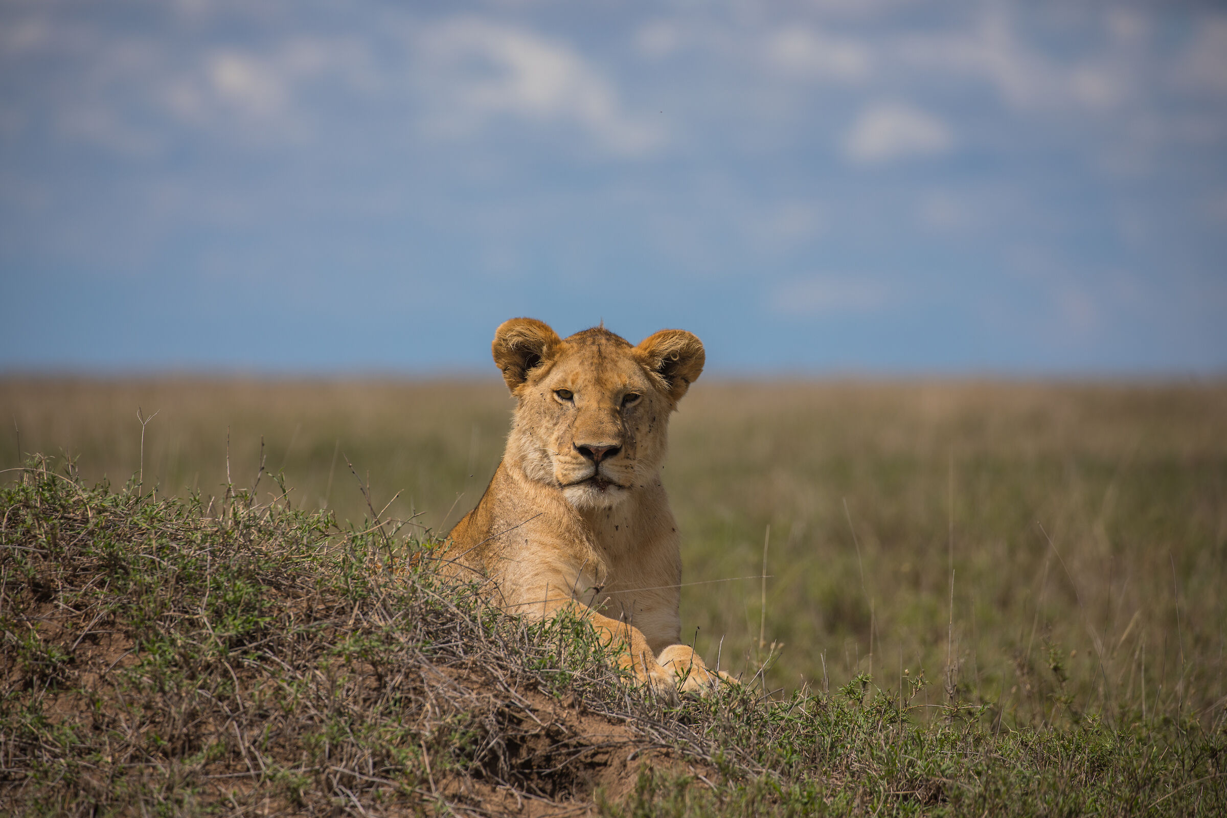 Not yet a king. Just a prince...