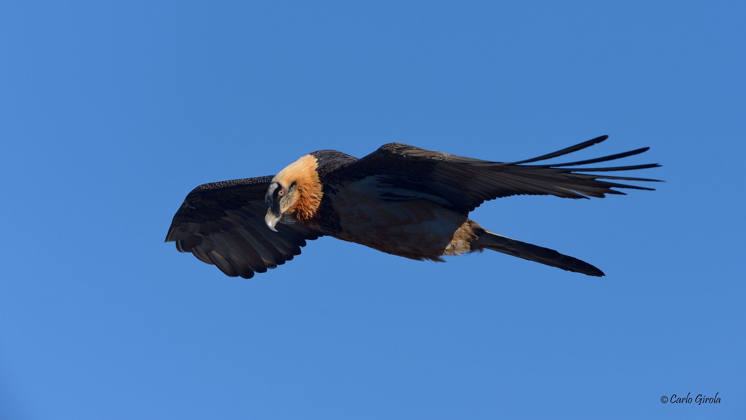 Gipeto  (Gypaetus barbatus)