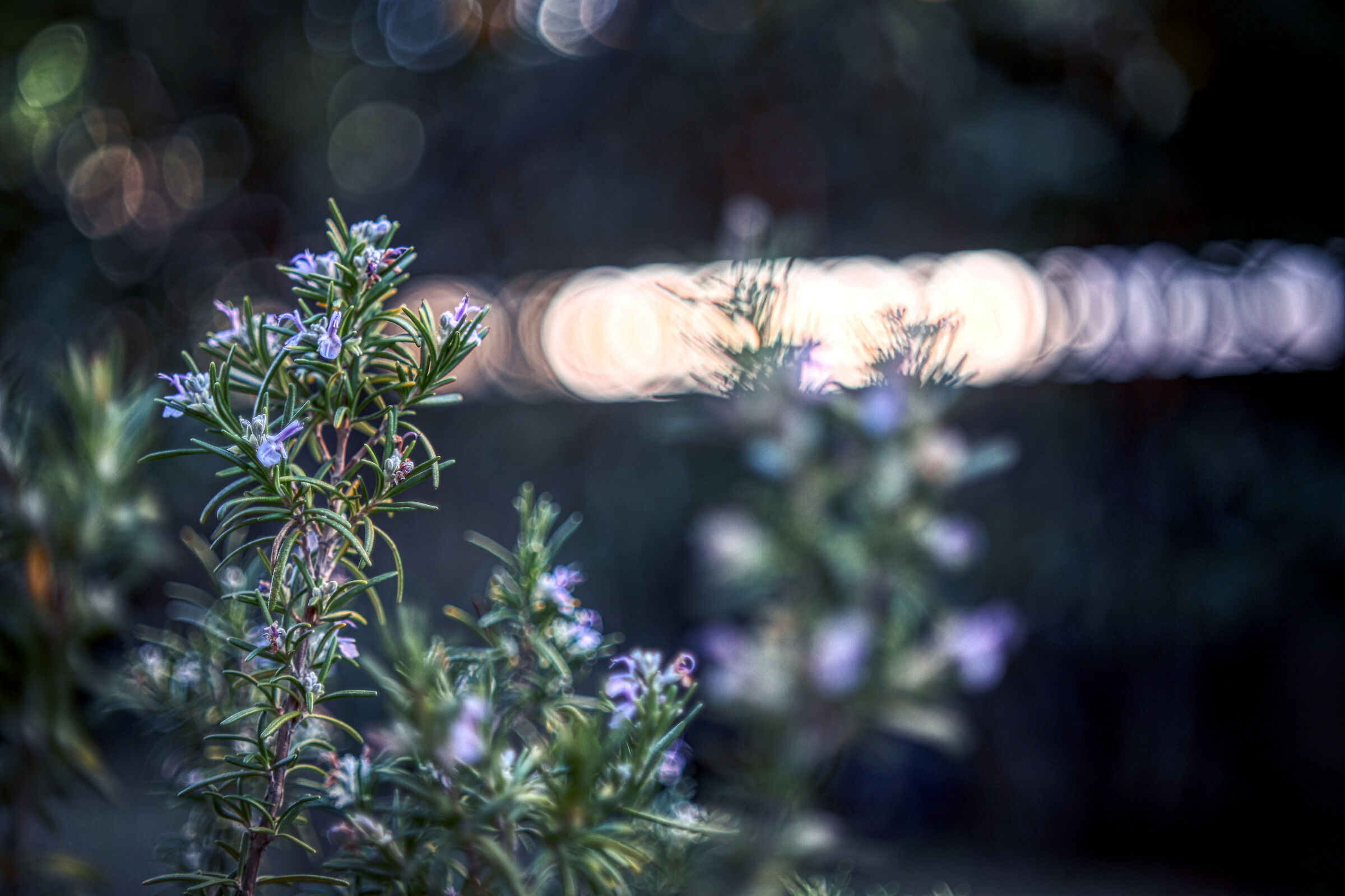 Try 55mm f/1.8 Petri