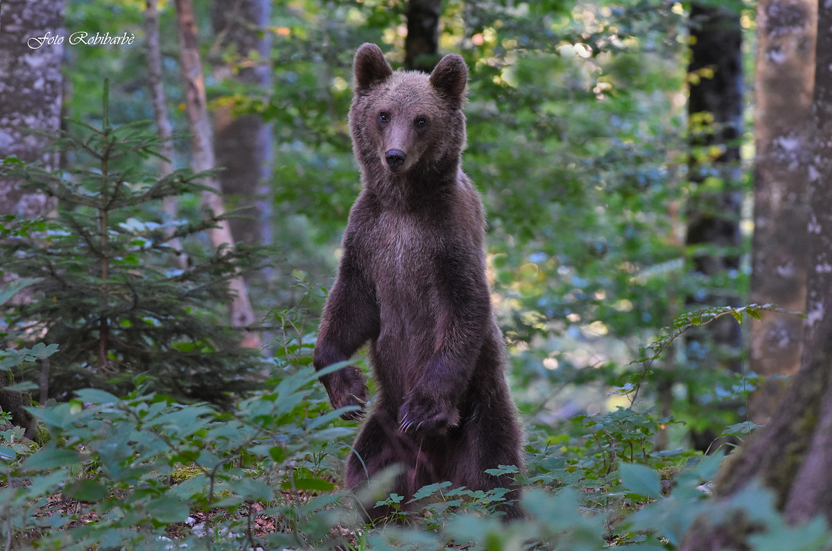 The Bear Standing...