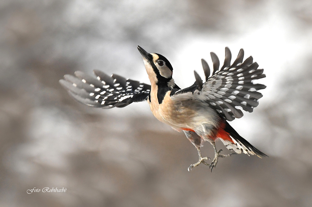 An elegant flight...