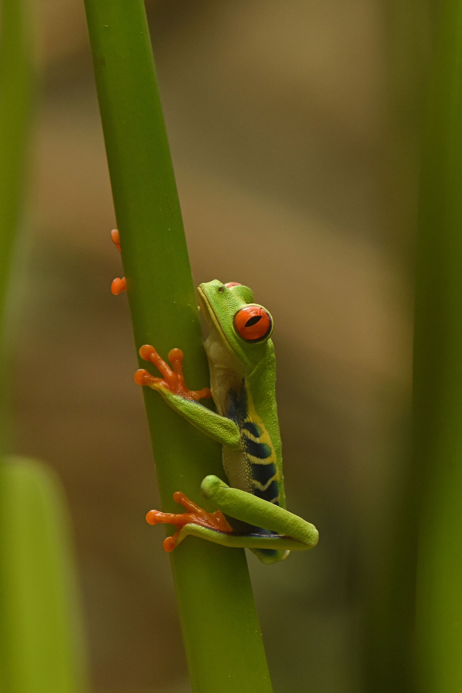 Red-eyed frog