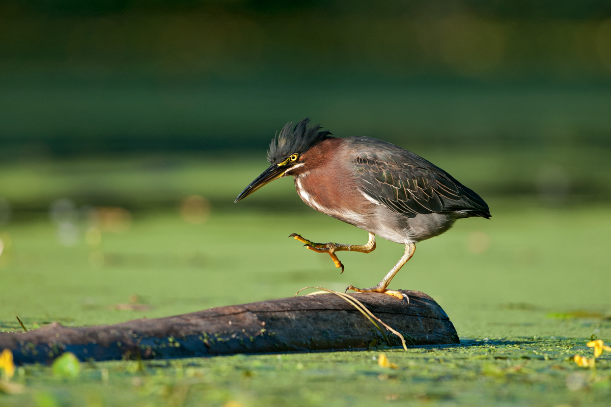 Green Heron