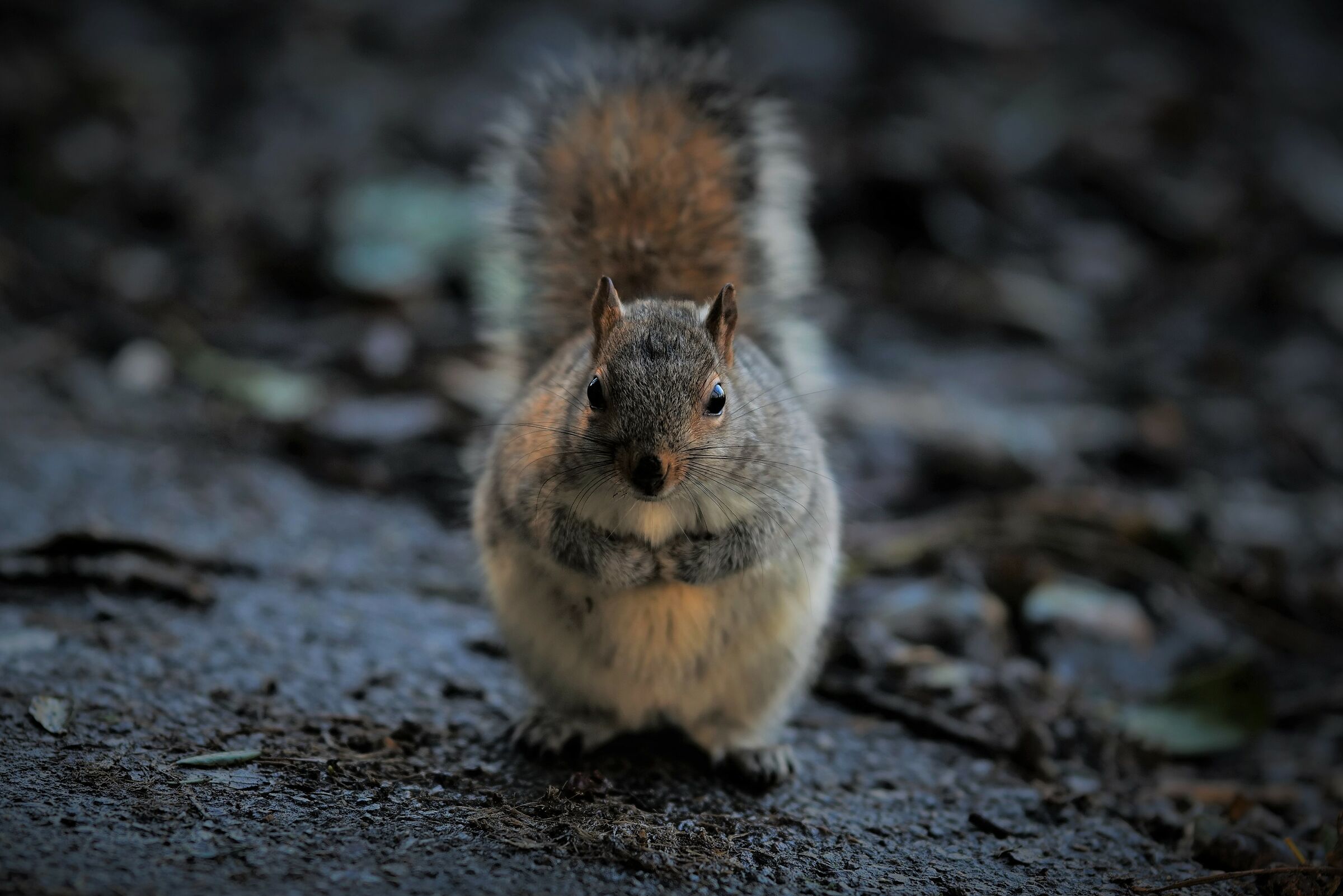 Ciao Signor Scoiattolo