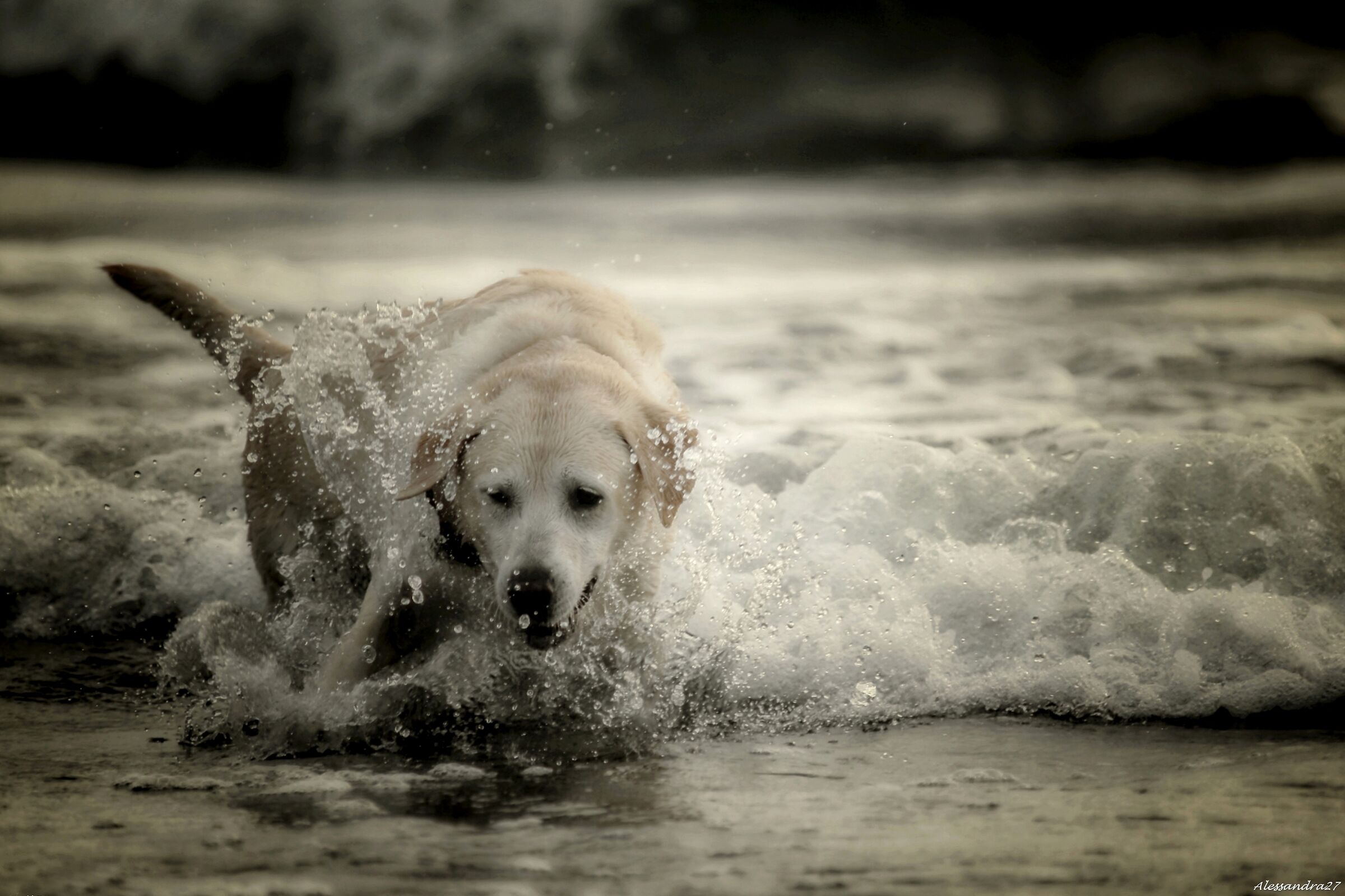 ... Pure love ...