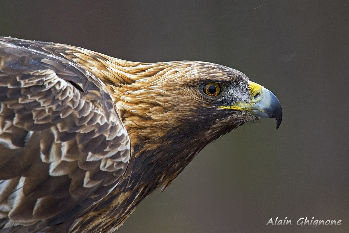 the eye _ il ritratto