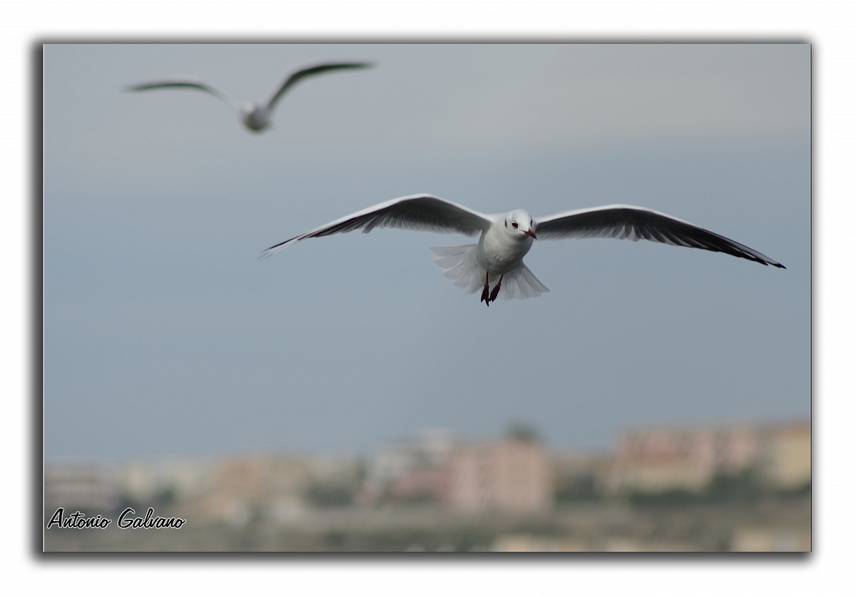 Black-headed Gull