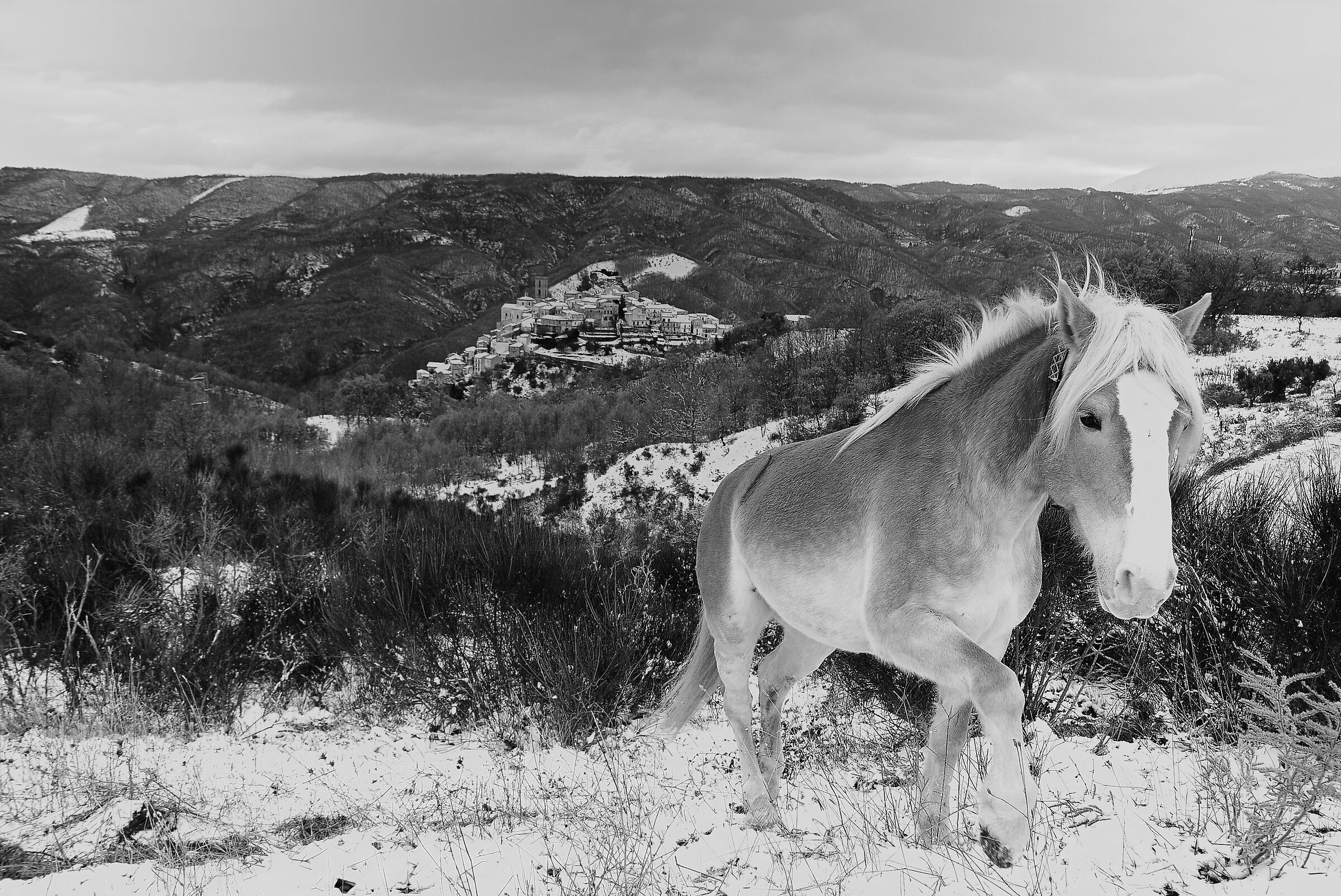 Cavallo a San Chirico raparo