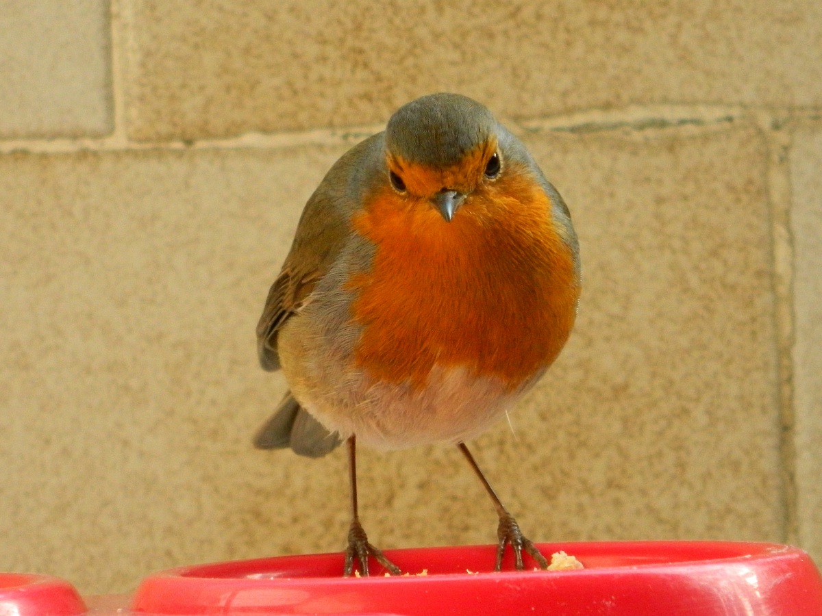 pettirosso sul balcone