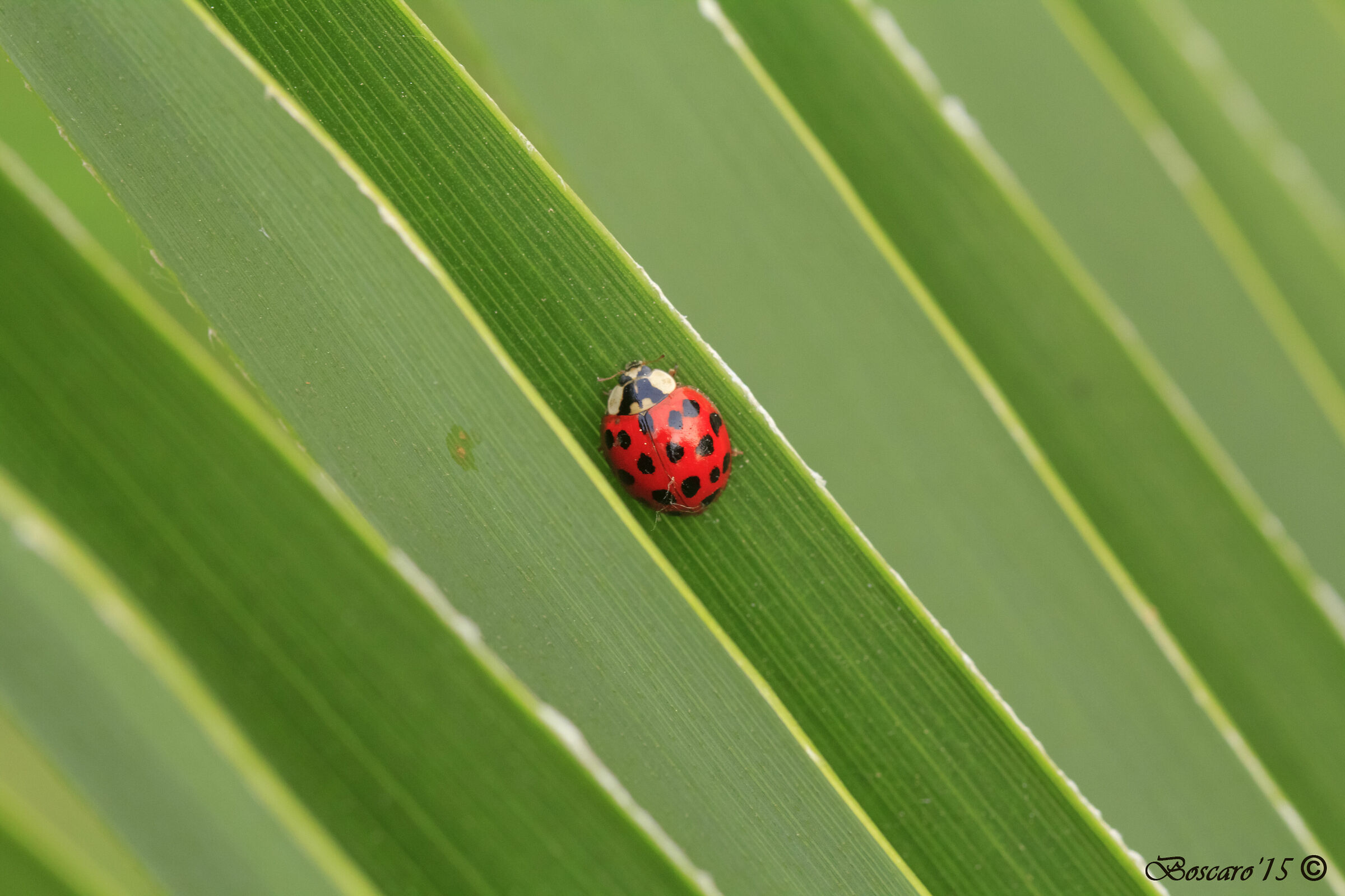 Ladybug on palm leaf