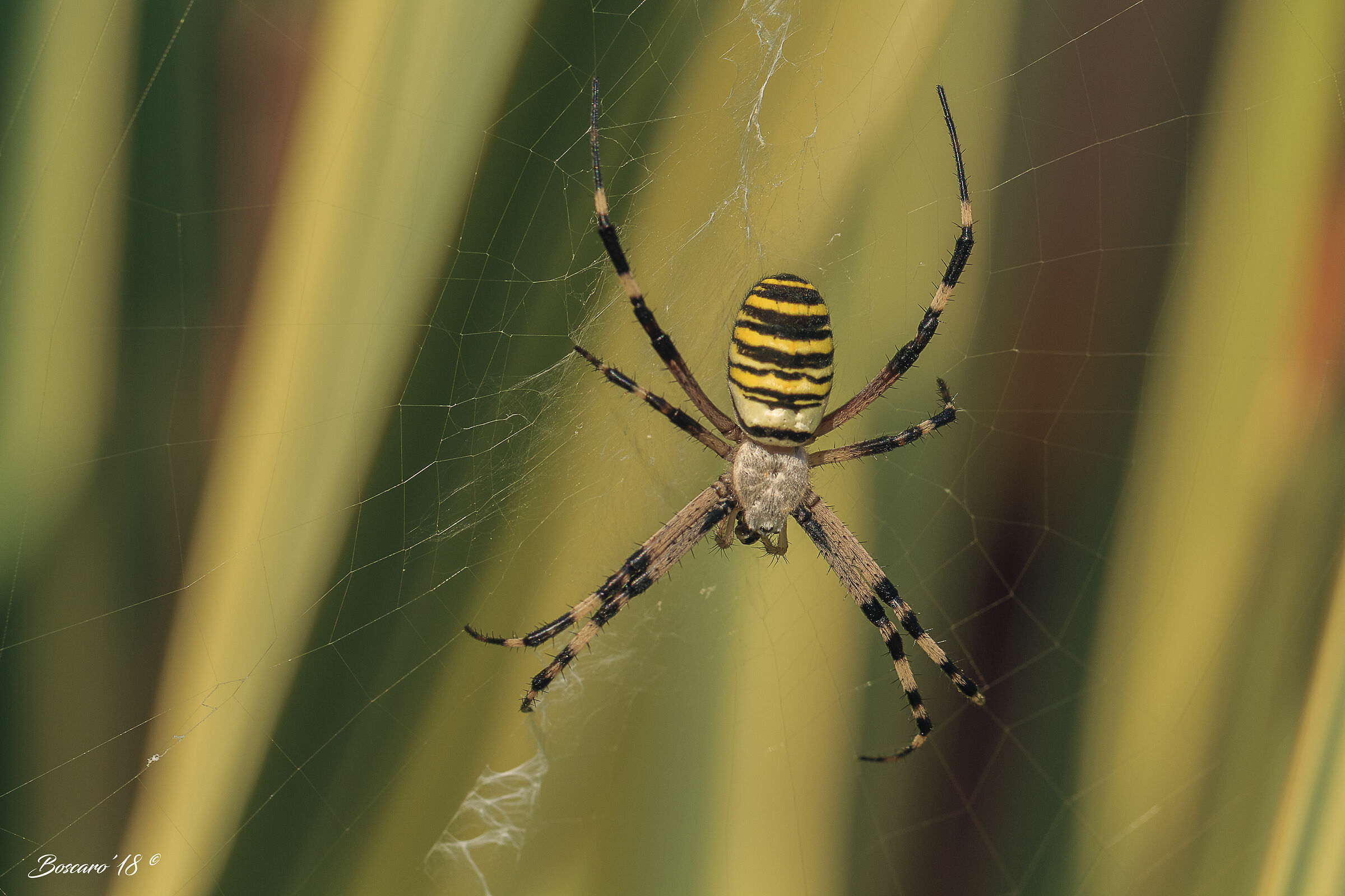 Wasp spider