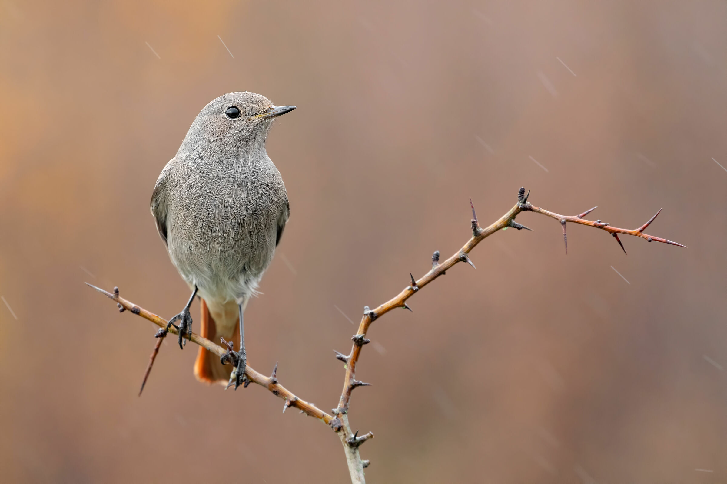 Sony A7RIV Test - Sony FE 200-600mm ISO 3200 HD 7K