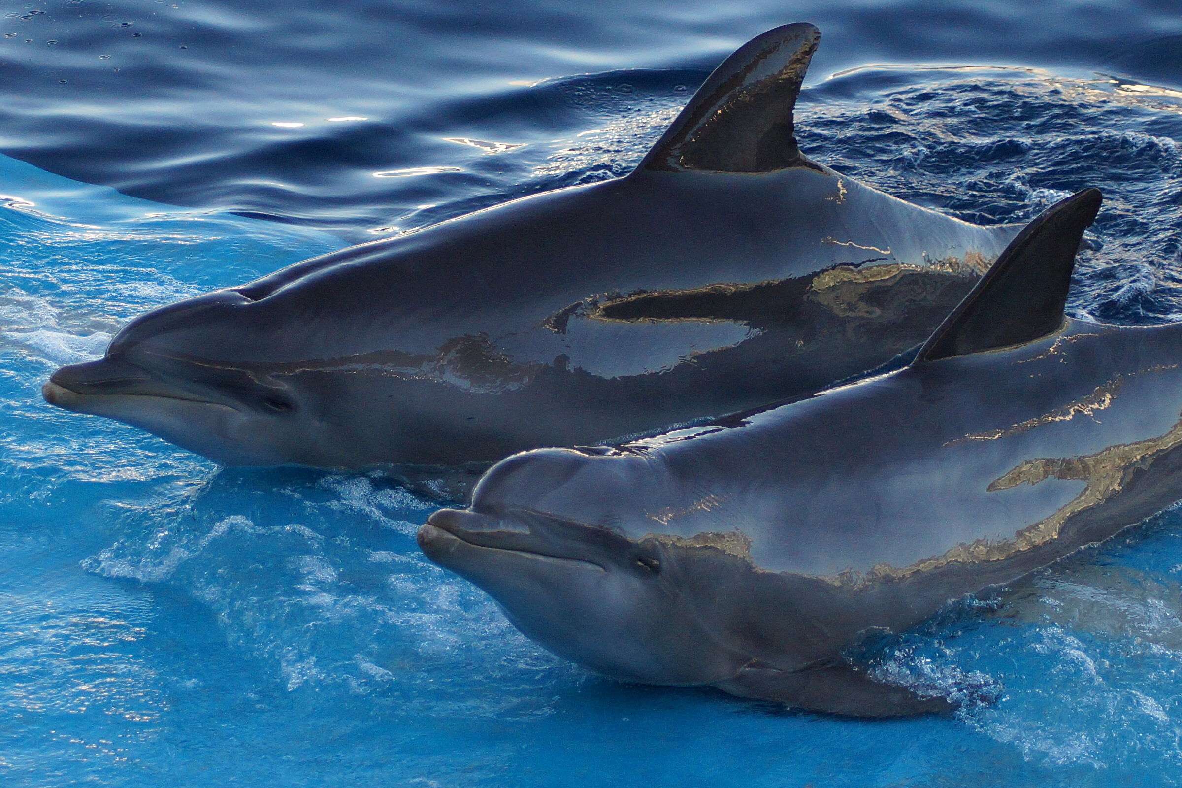 Dolphins