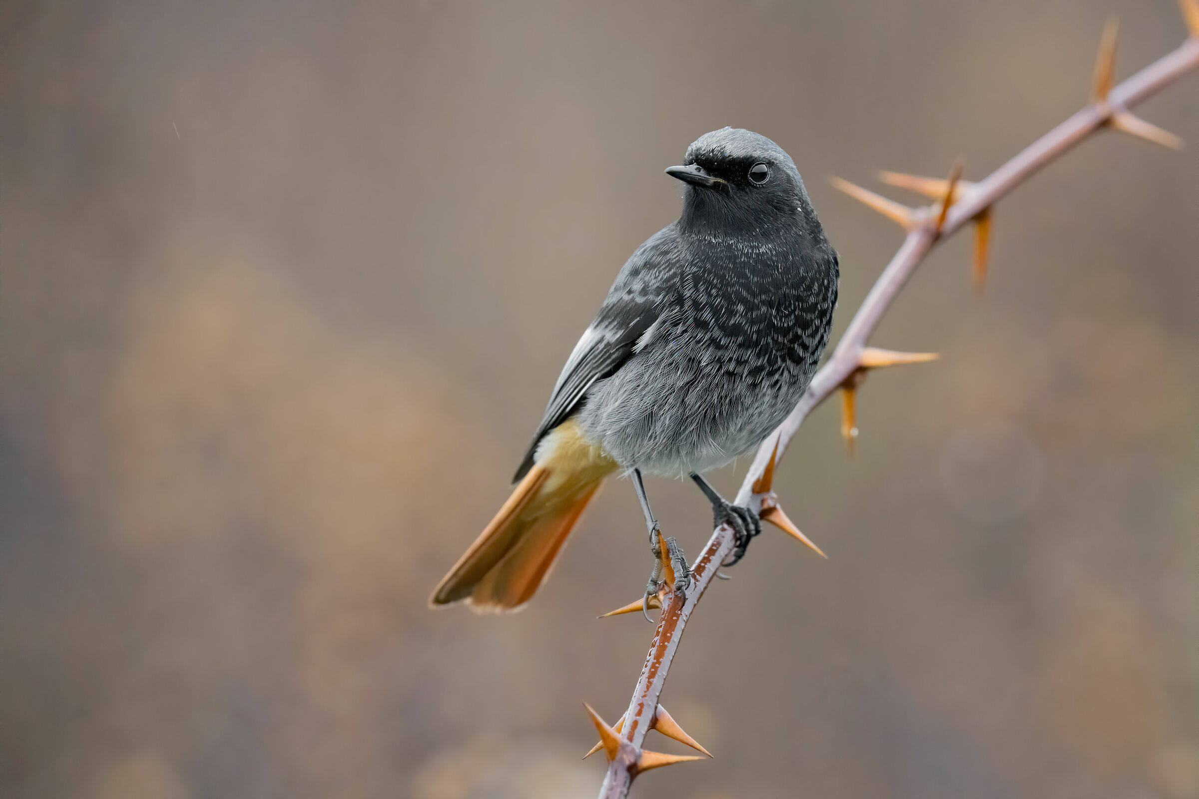 Sony a7r4 + Sony FE 200-600 Ti promuovo! (iso 12800) 5K