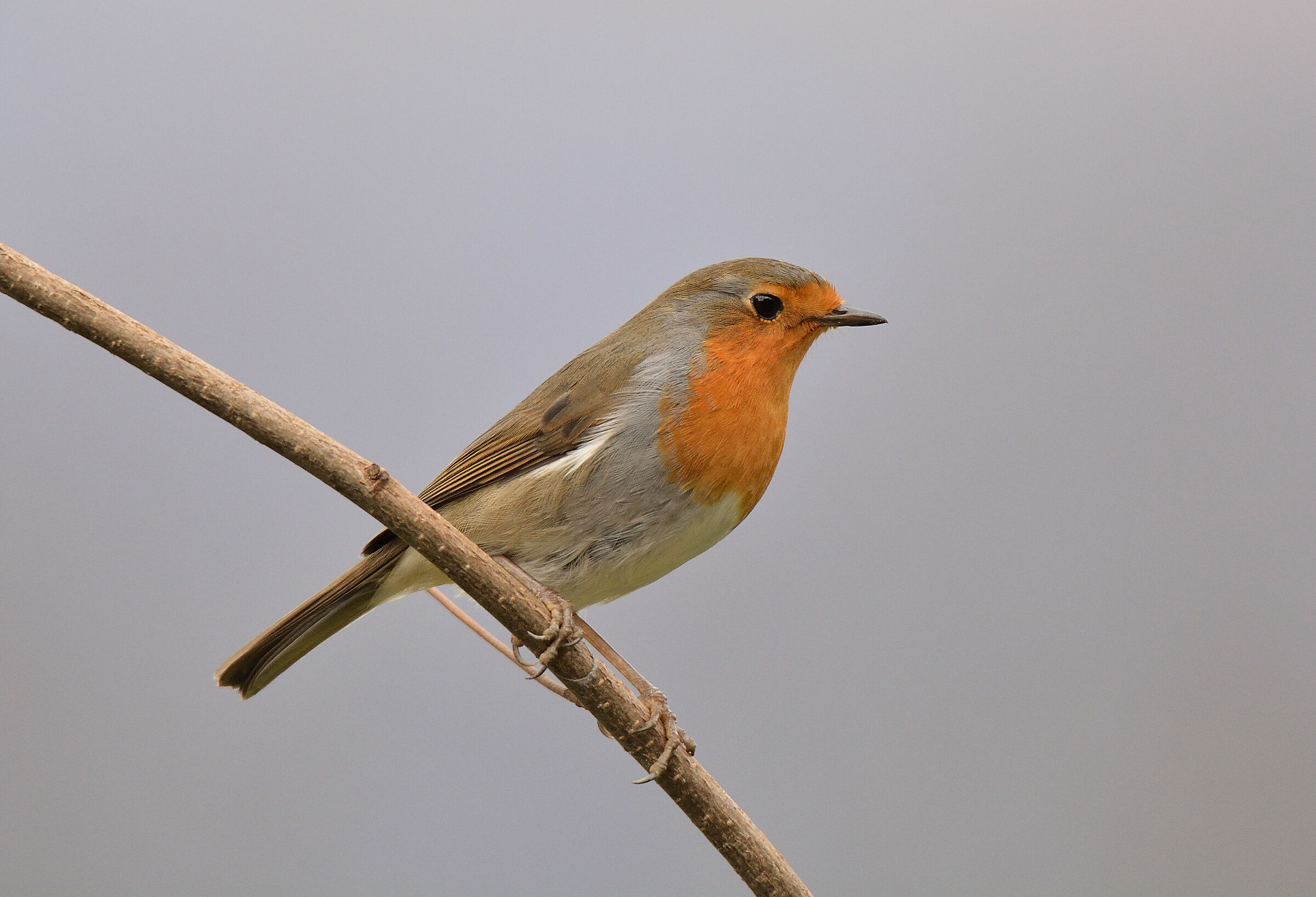 Robin