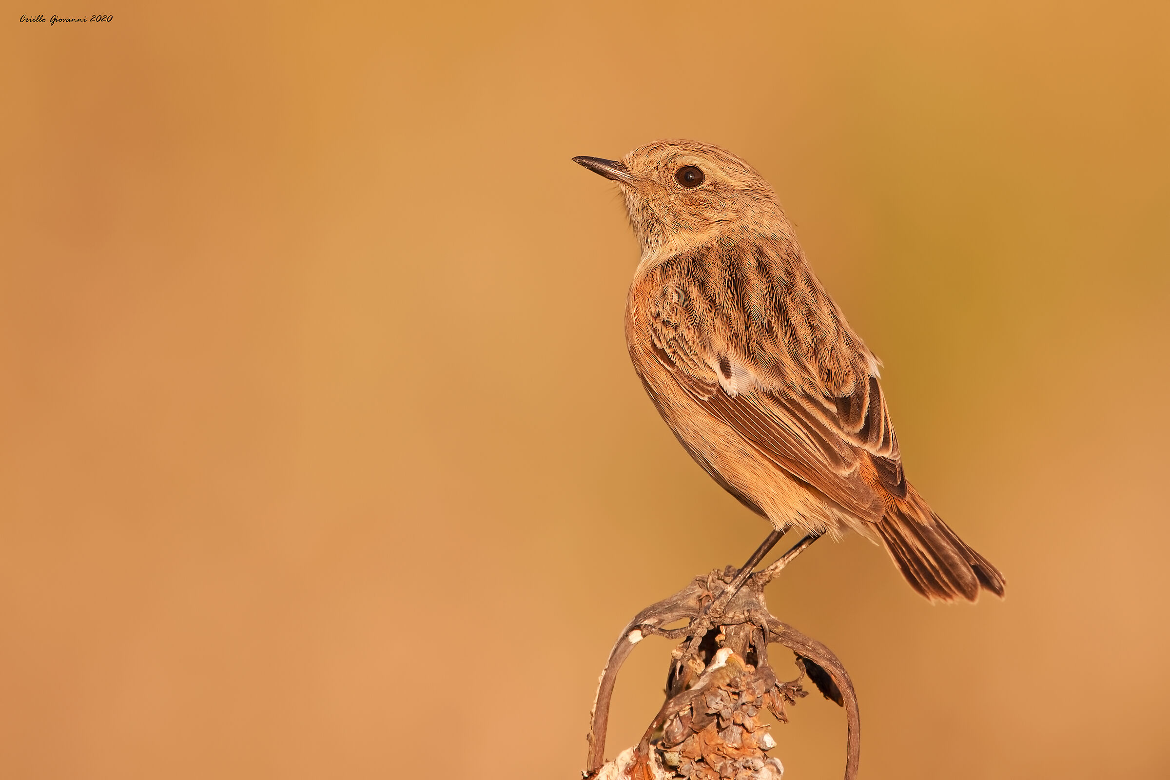 saltimpalo nelle ultime luci