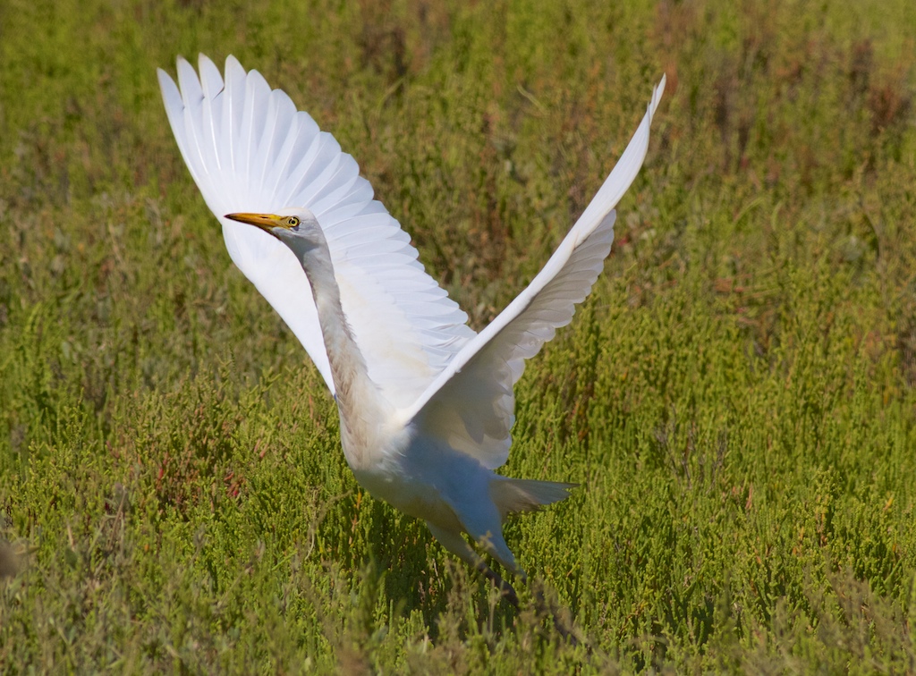 Airone Guardabuoi al decollo