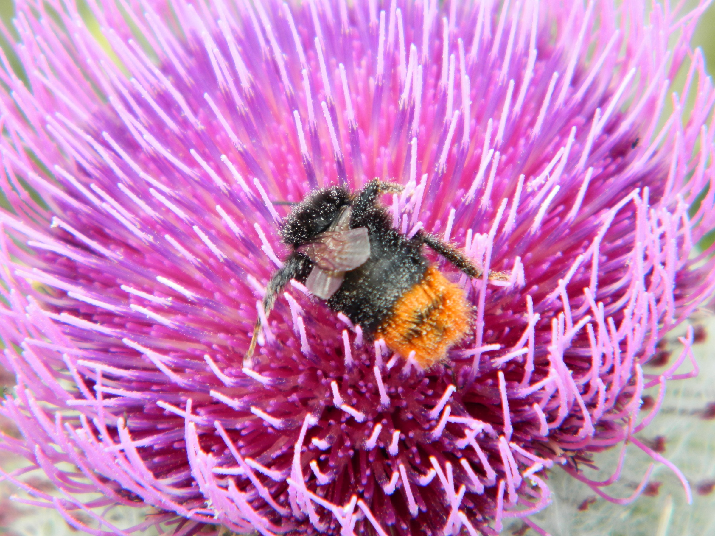 bumble-bee on thistle flower